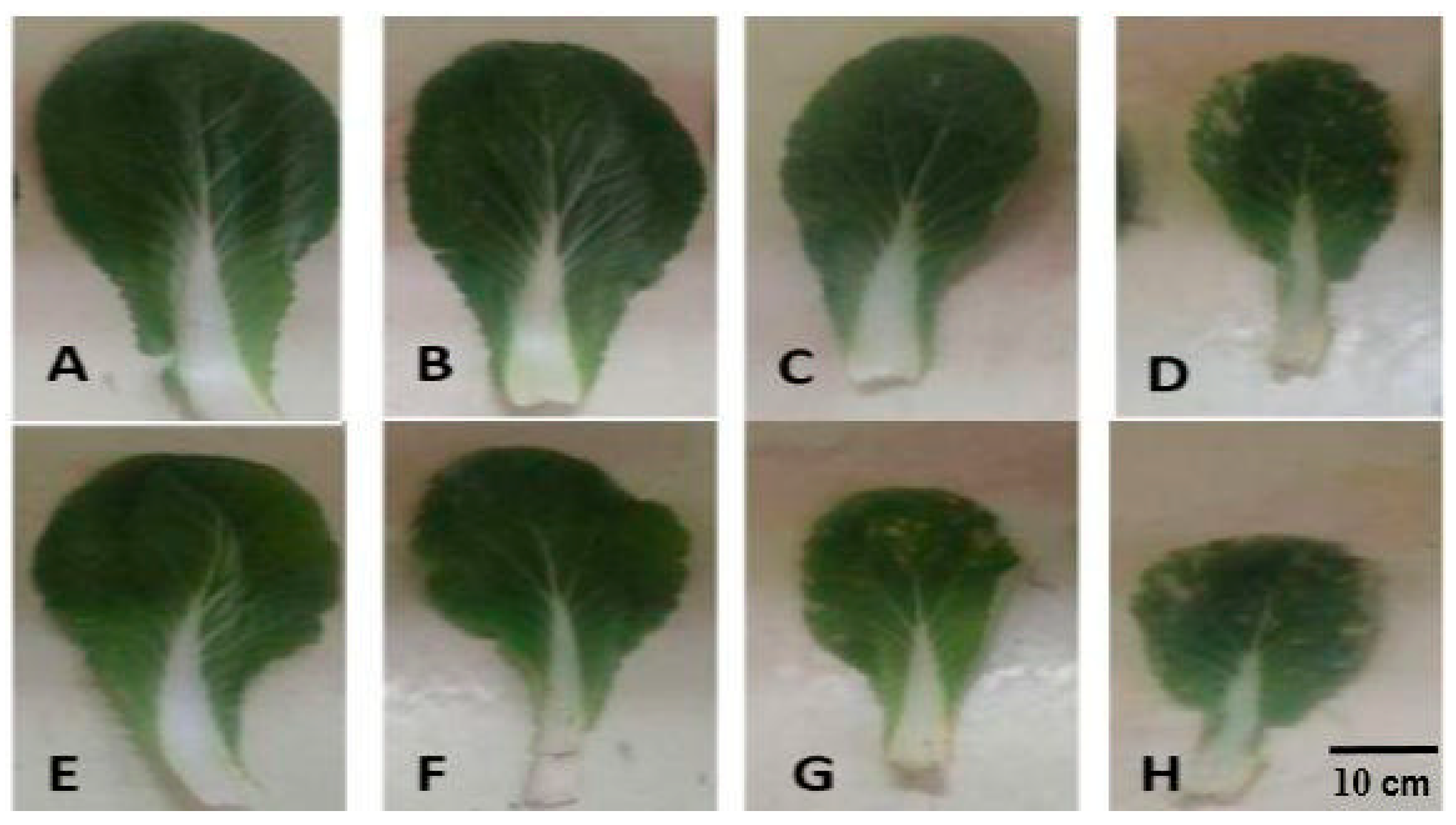 Plants 14 02773 g001