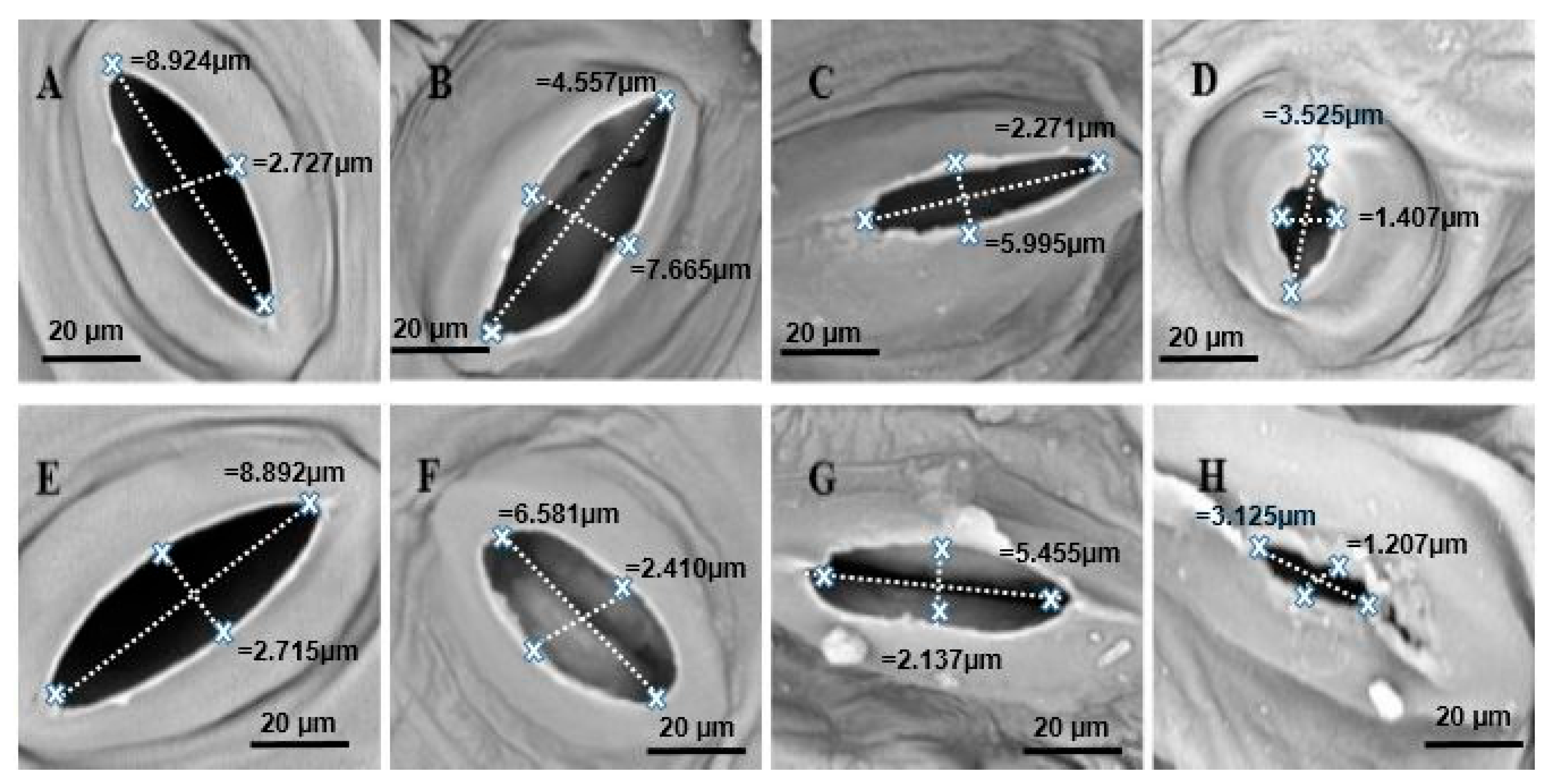 Plants 14 02773 g010