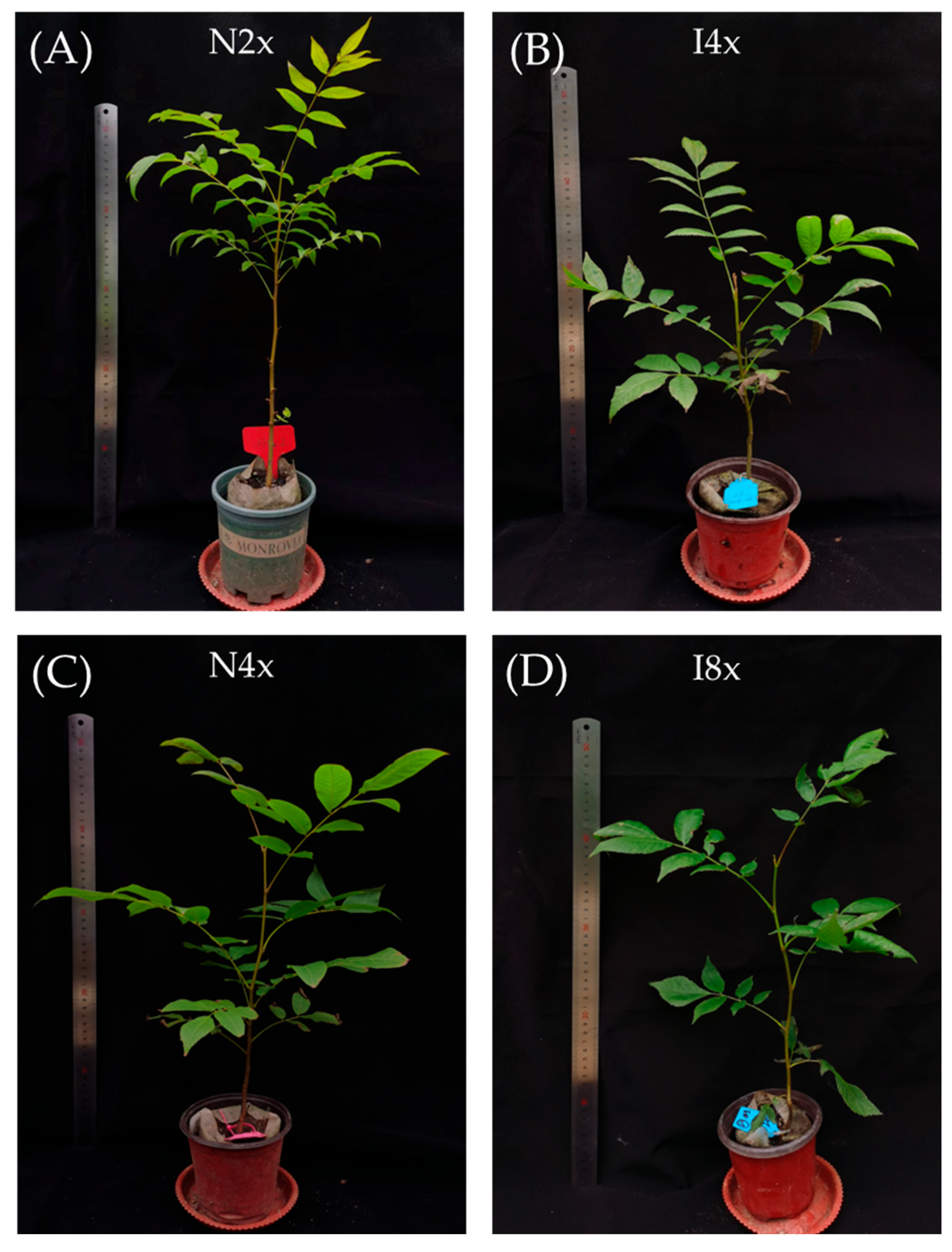 Plants 14 02778 g002