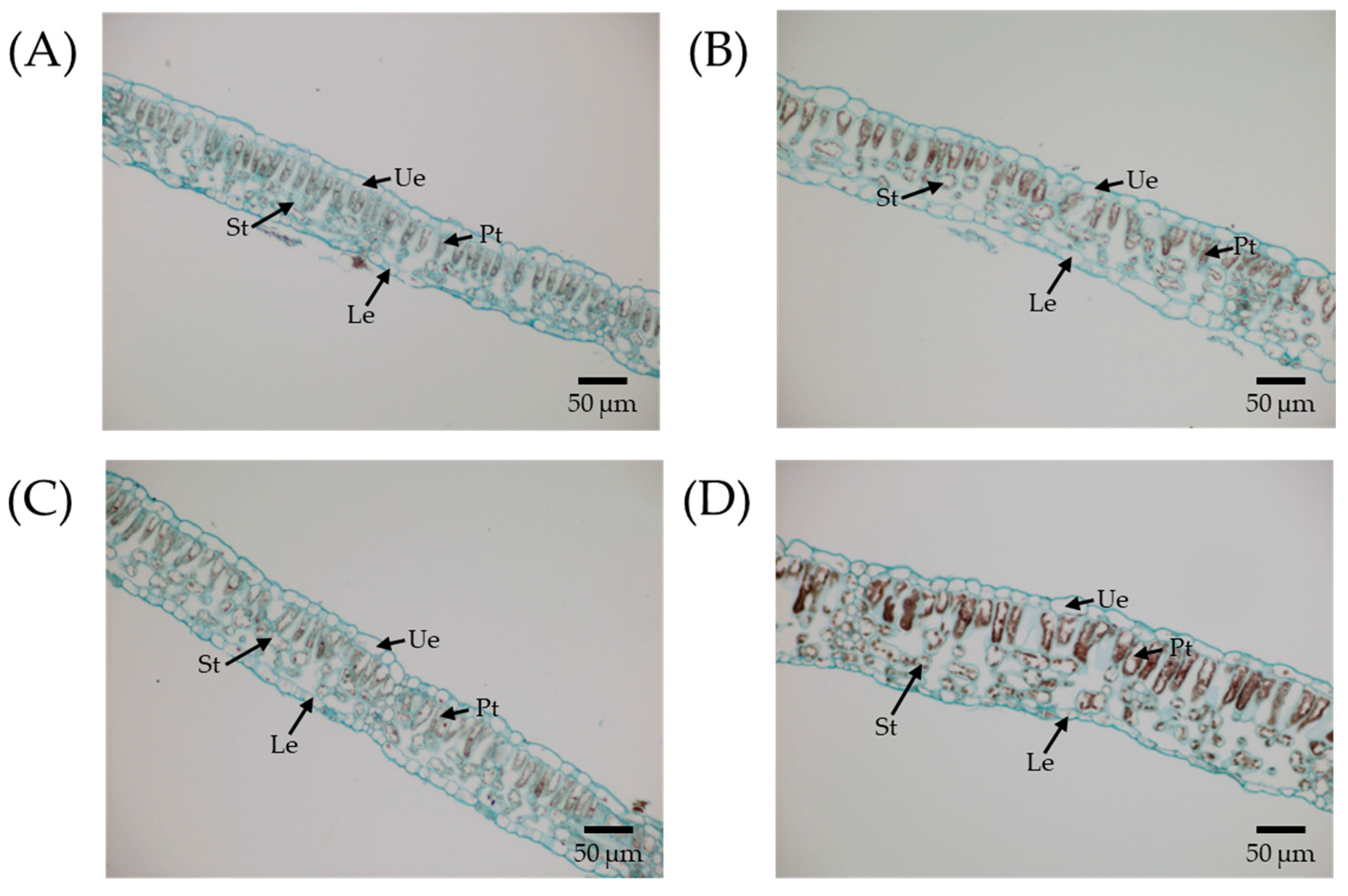 Plants 14 02778 g003