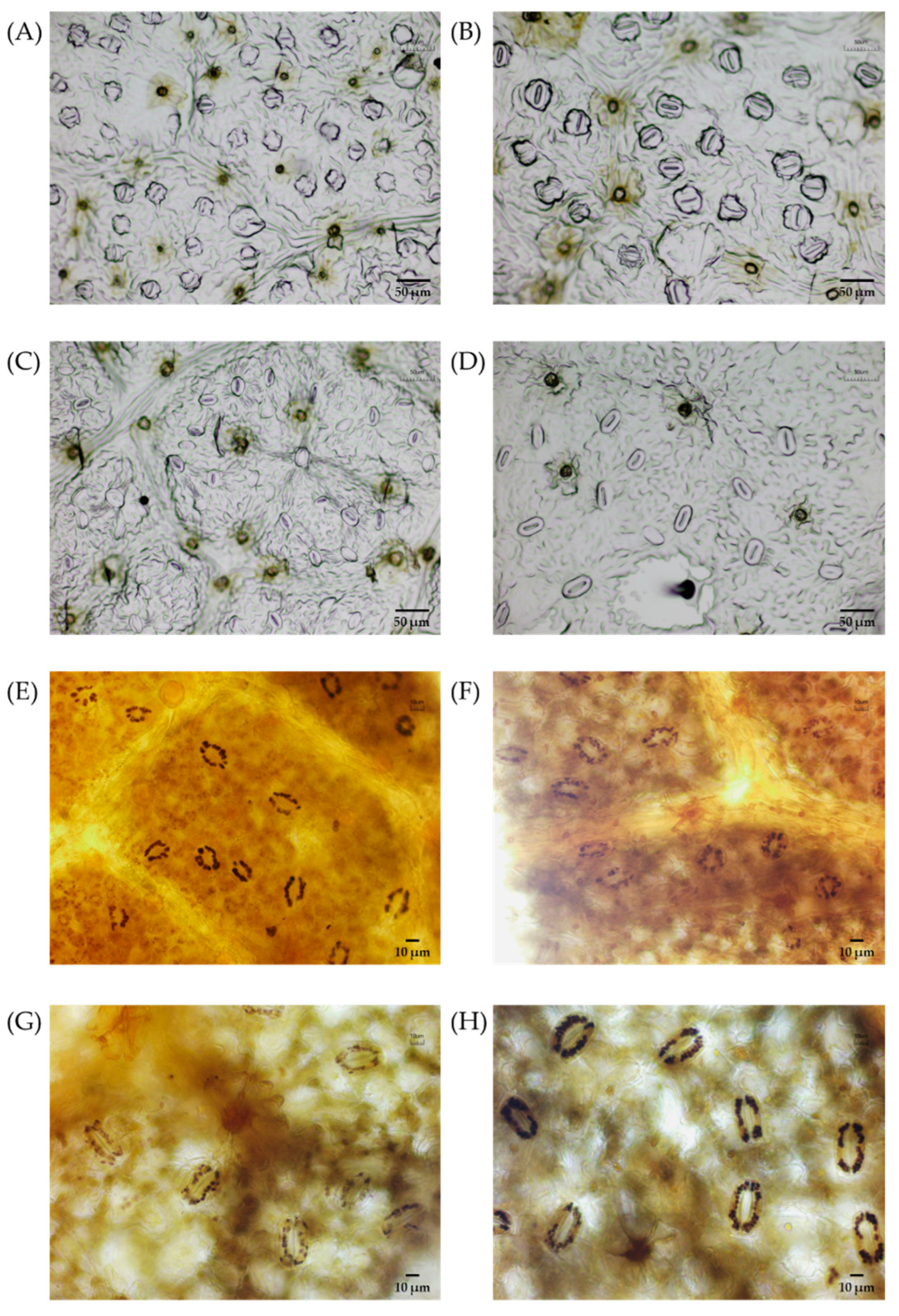 Plants 14 02778 g004