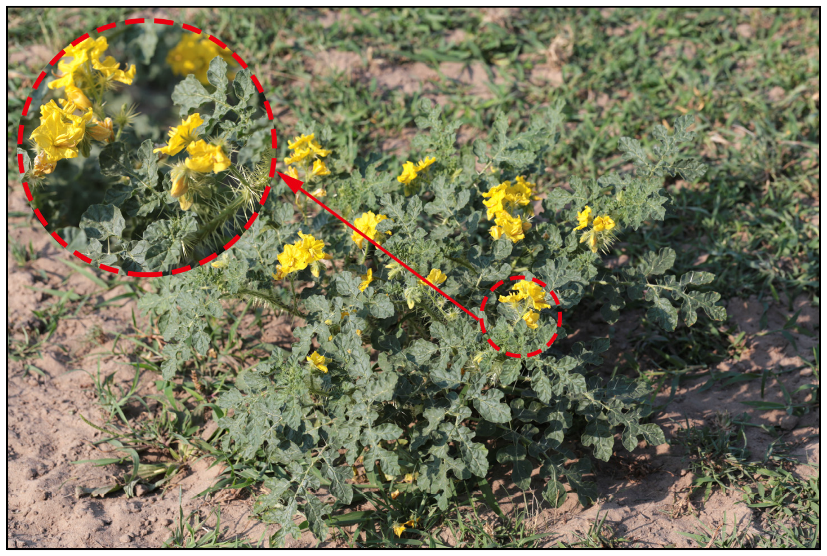 Plants 14 02779 g001 Plants 14 02779 g001