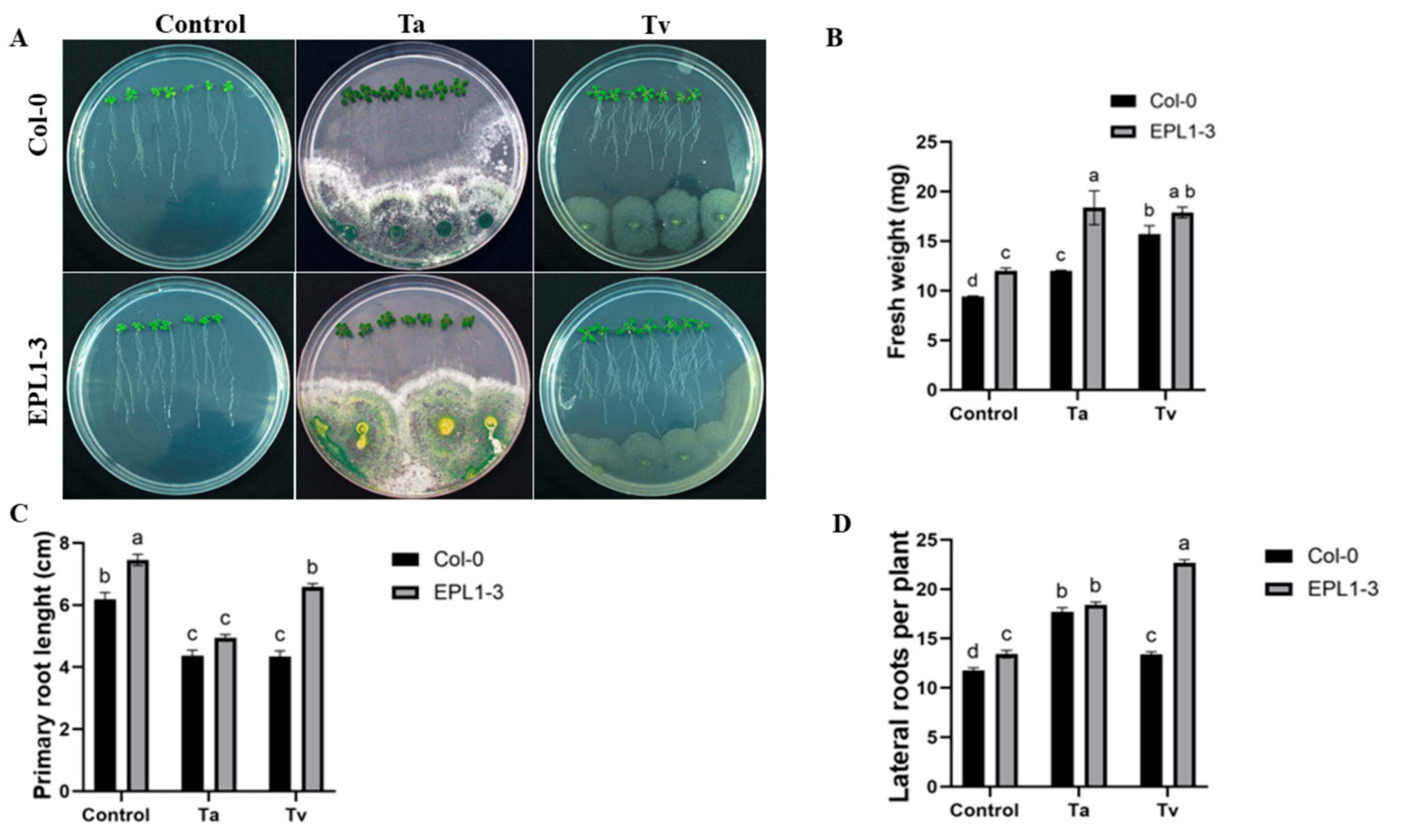 Plants 14 02794 g001