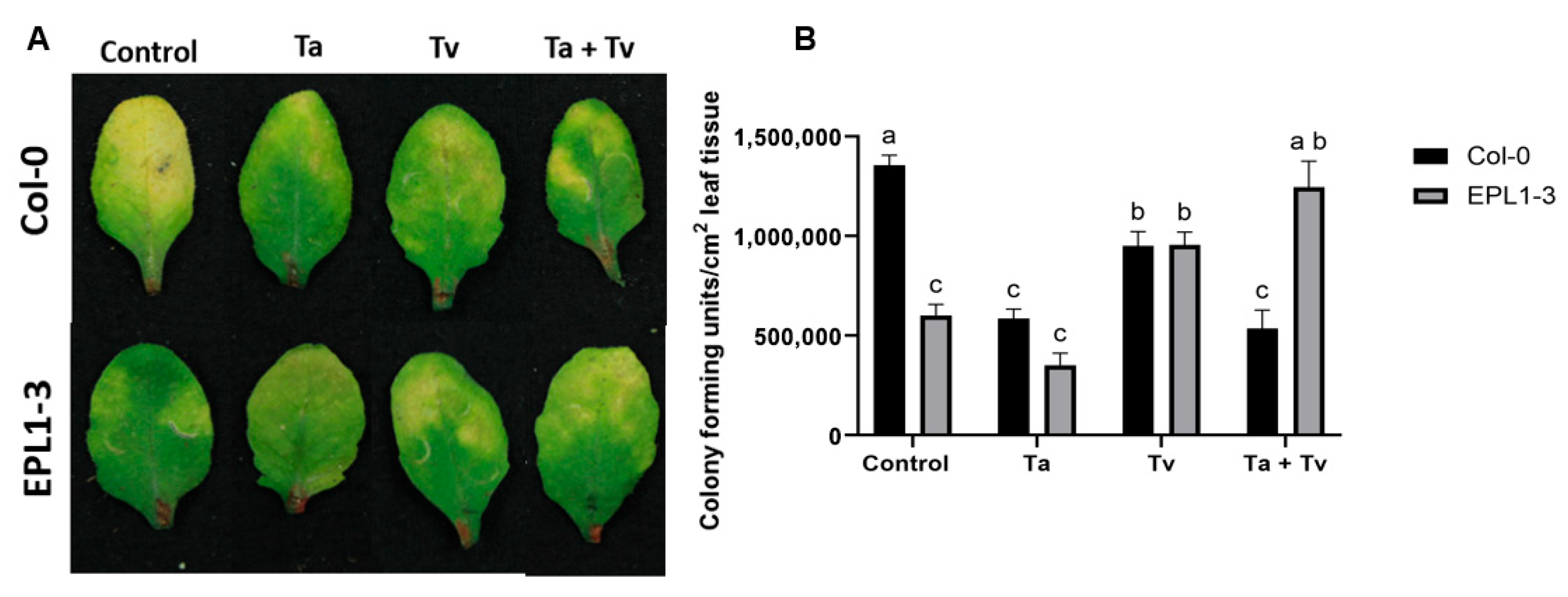 Plants 14 02794 g002
