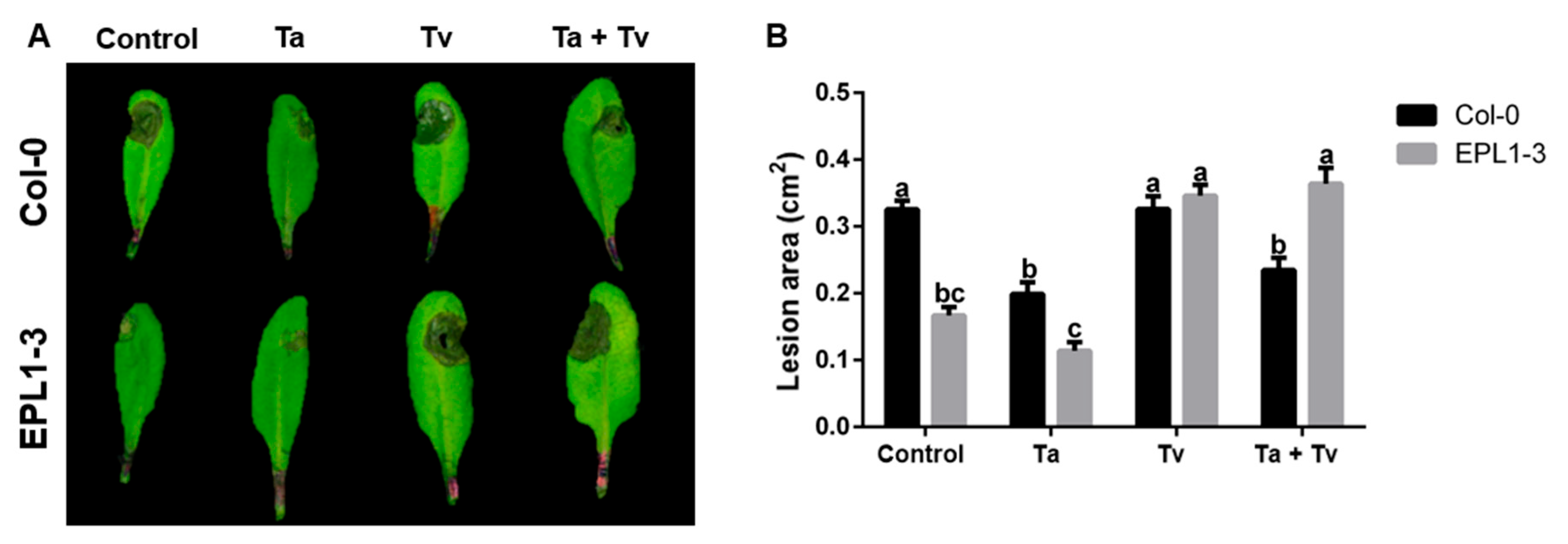 Plants 14 02794 g003
