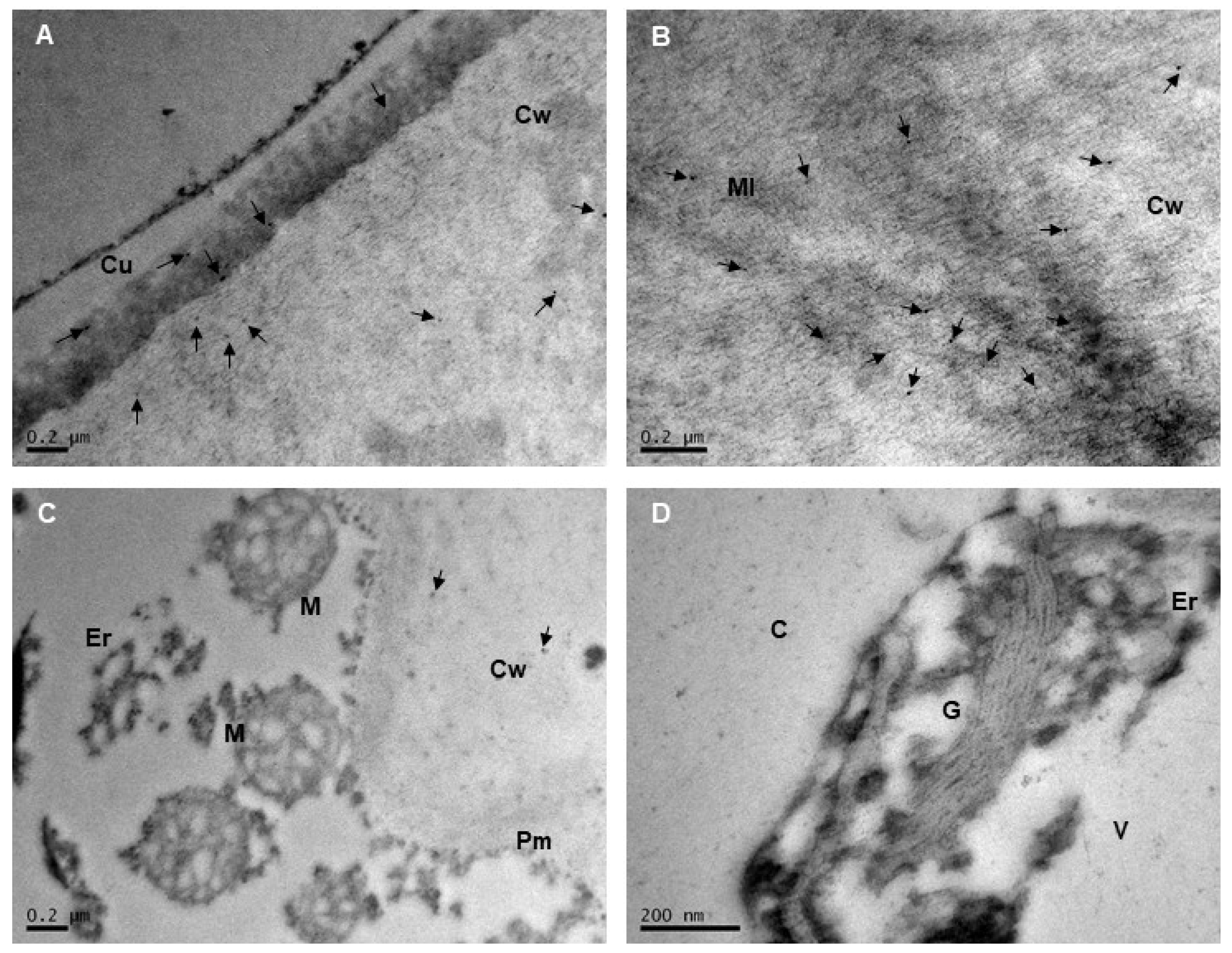 Plants 14 02796 g004 Plants 14 02796 g004