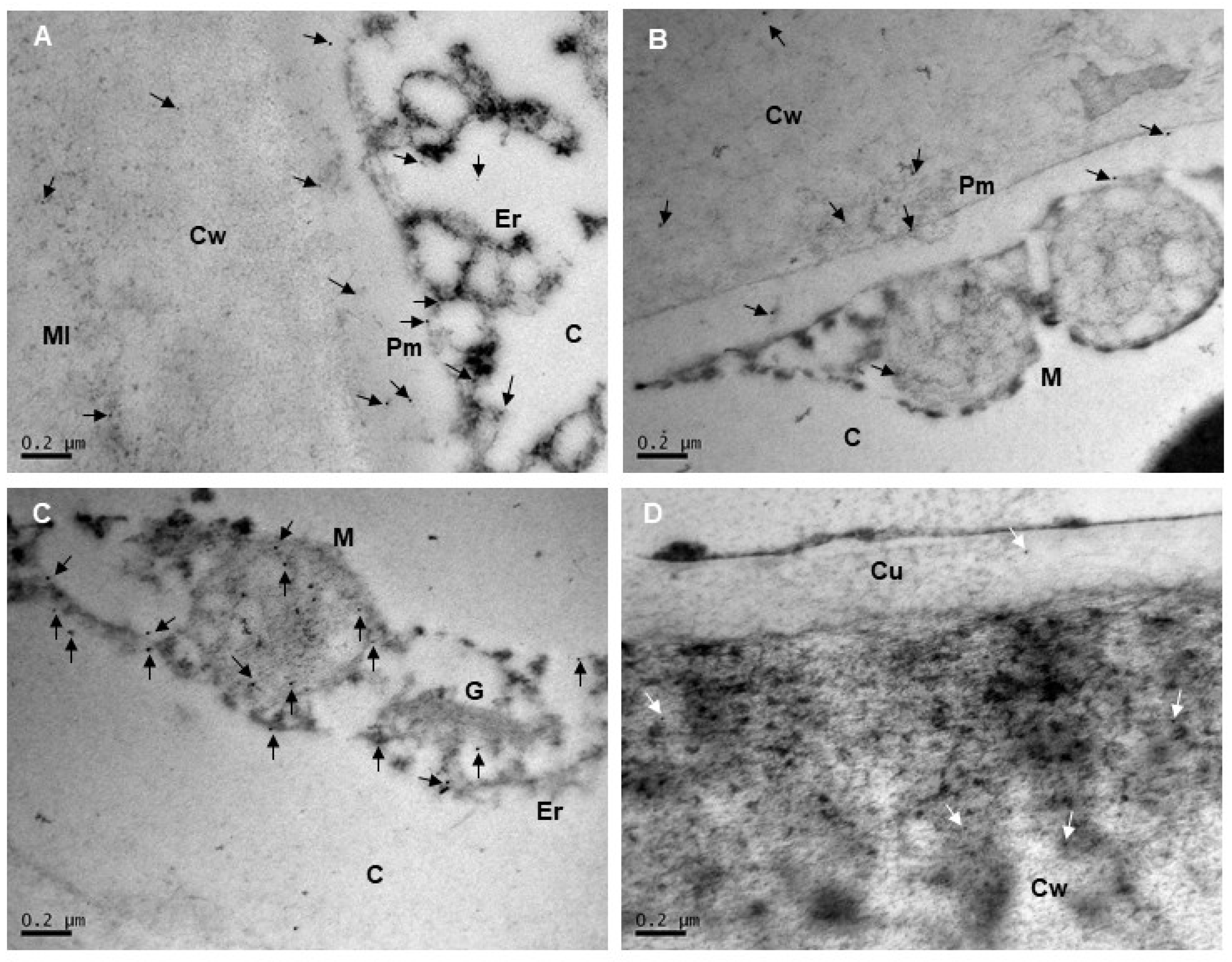 Plants 14 02796 g005 Plants 14 02796 g005