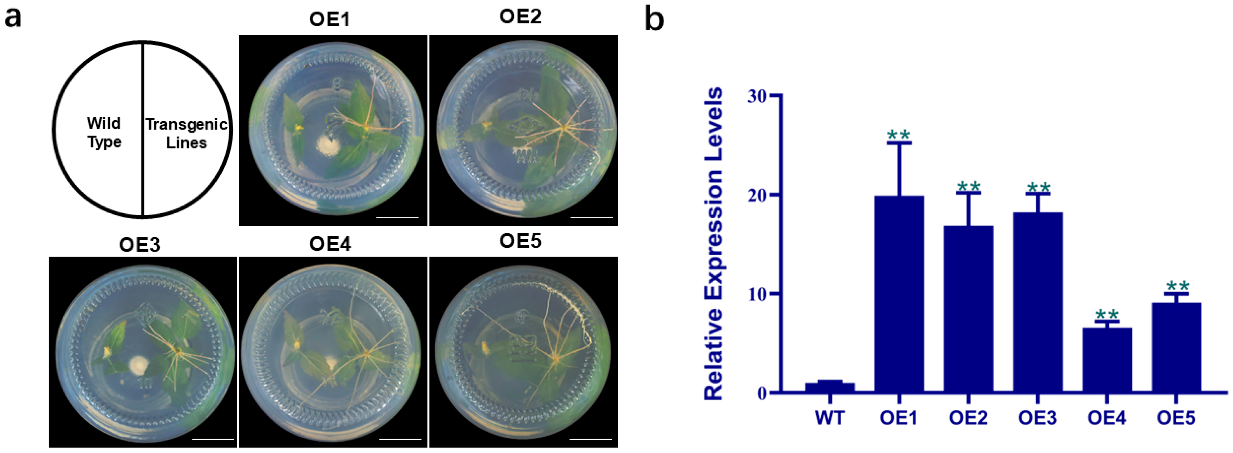 Plants 14 02800 g004