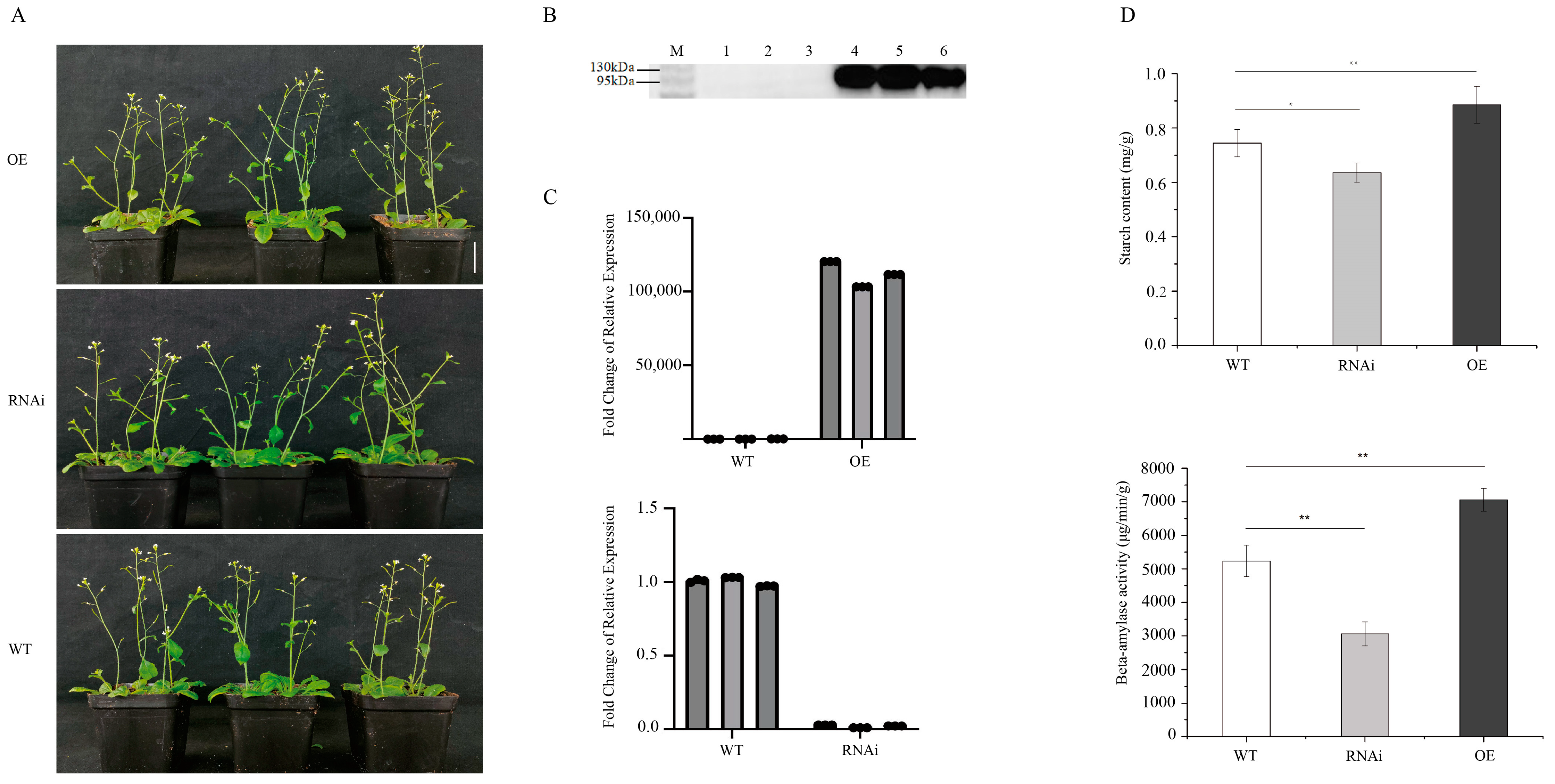Plants 14 02804 g004