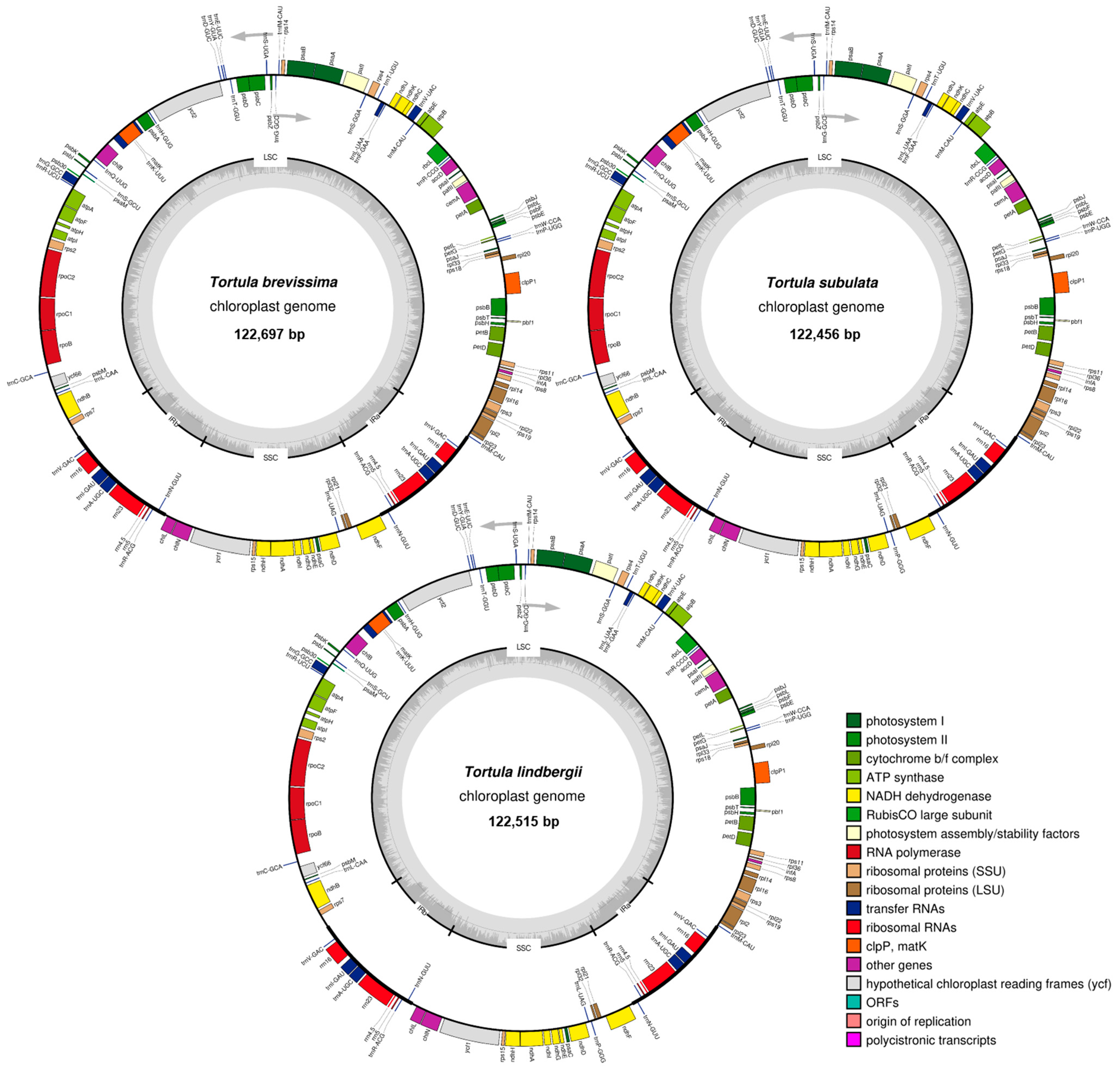 Plants 14 02808 g001 Plants 14 02808 g001