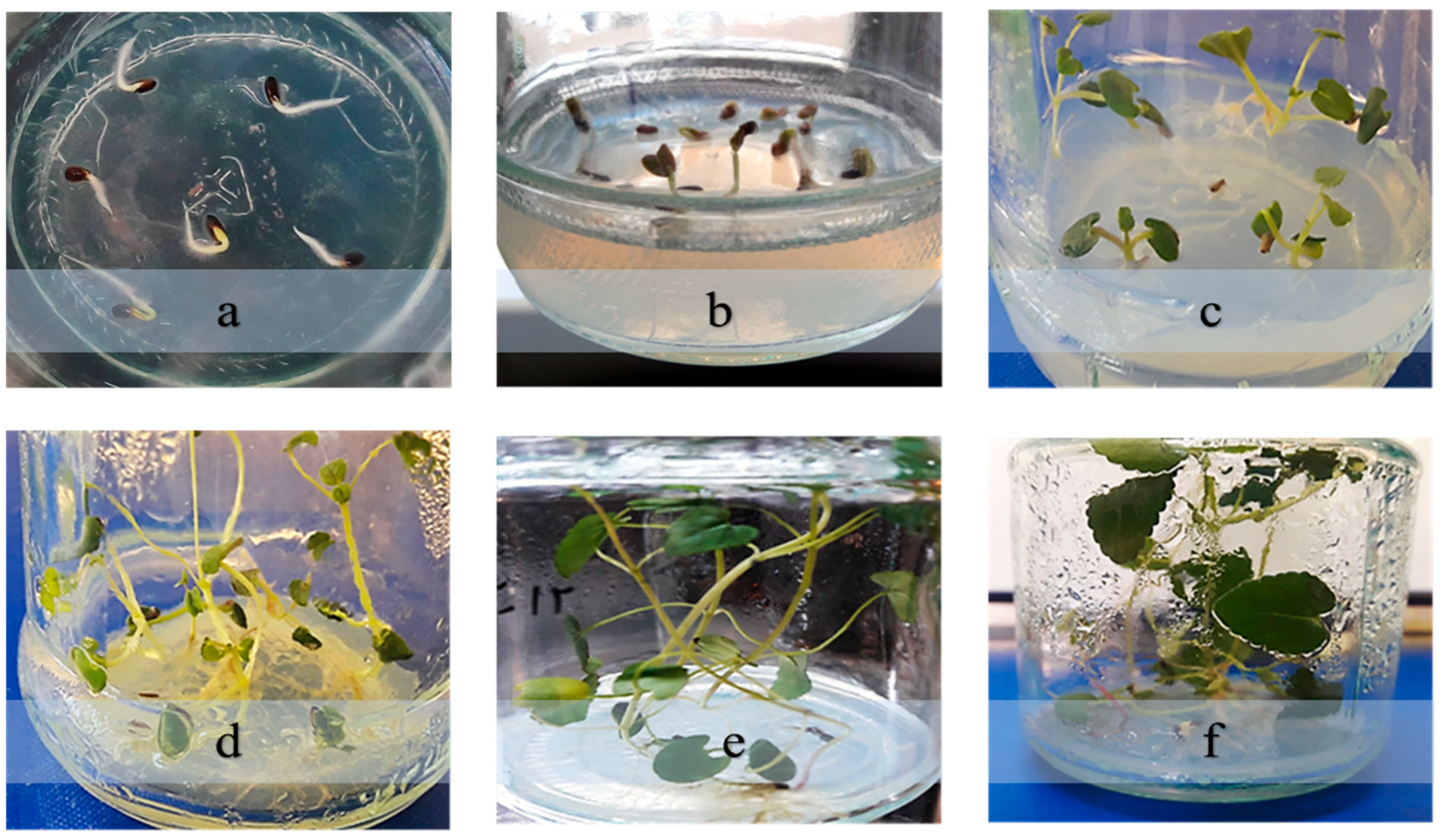 Plants 14 02809 g002 Plants 14 02809 g002