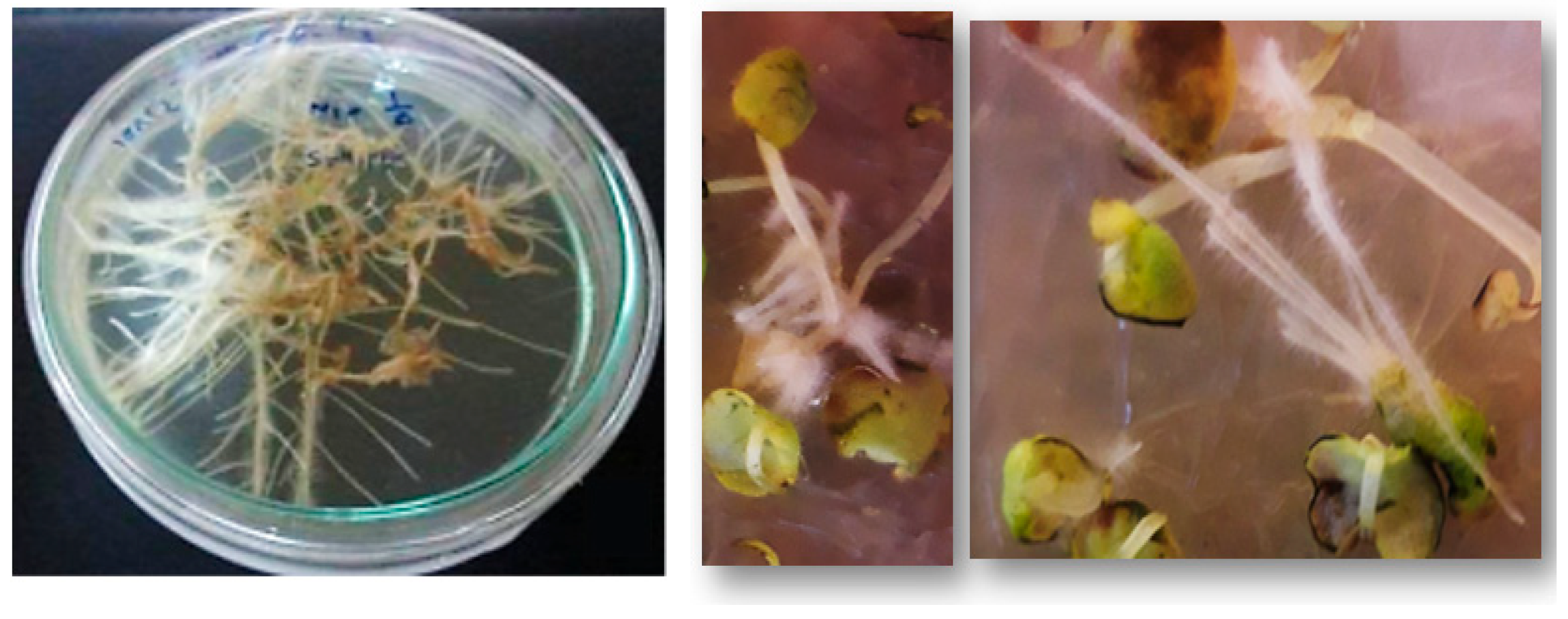 Plants 14 02809 g006 Plants 14 02809 g006