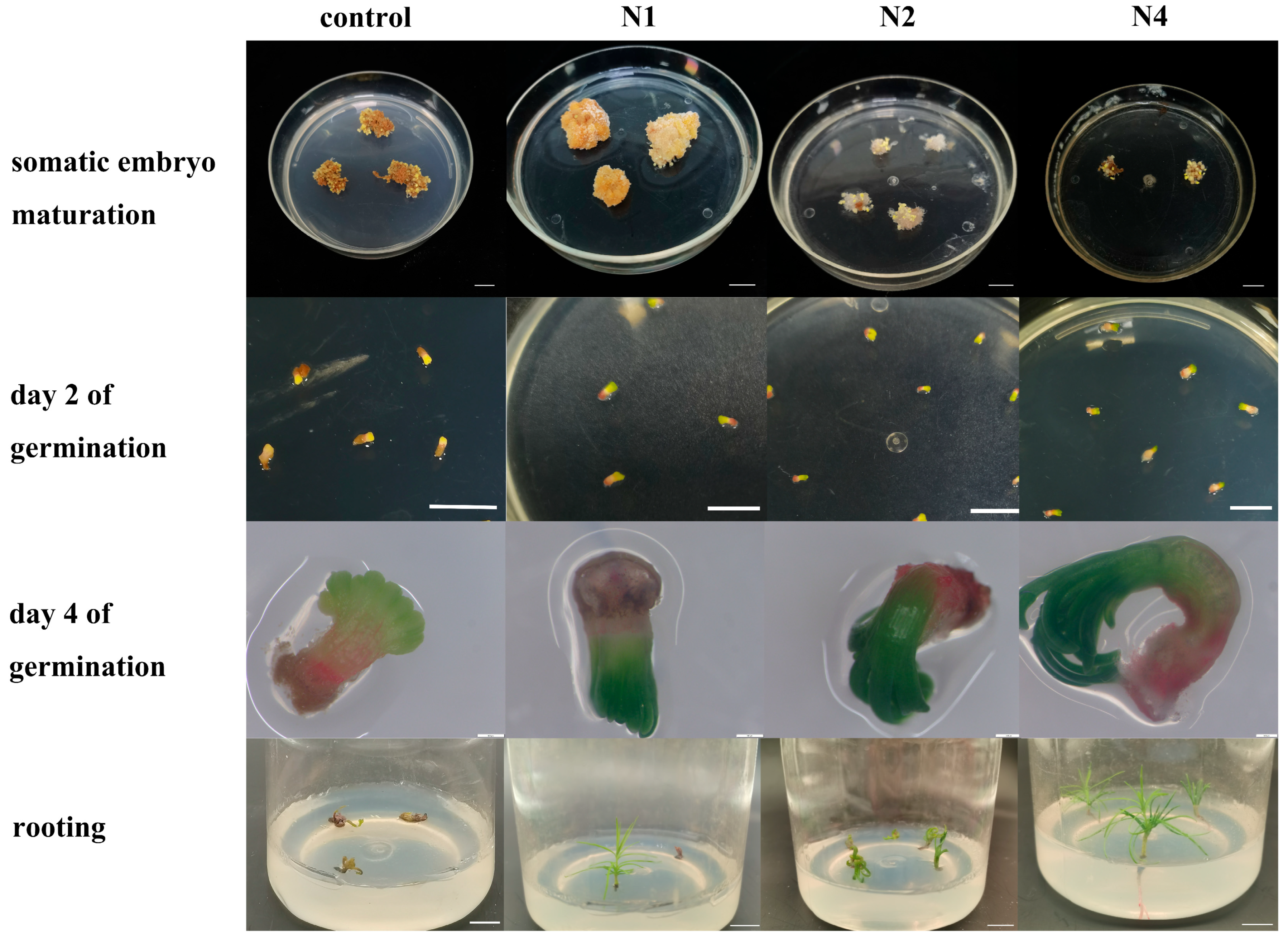 Plants 14 02818 g002 Plants 14 02818 g002