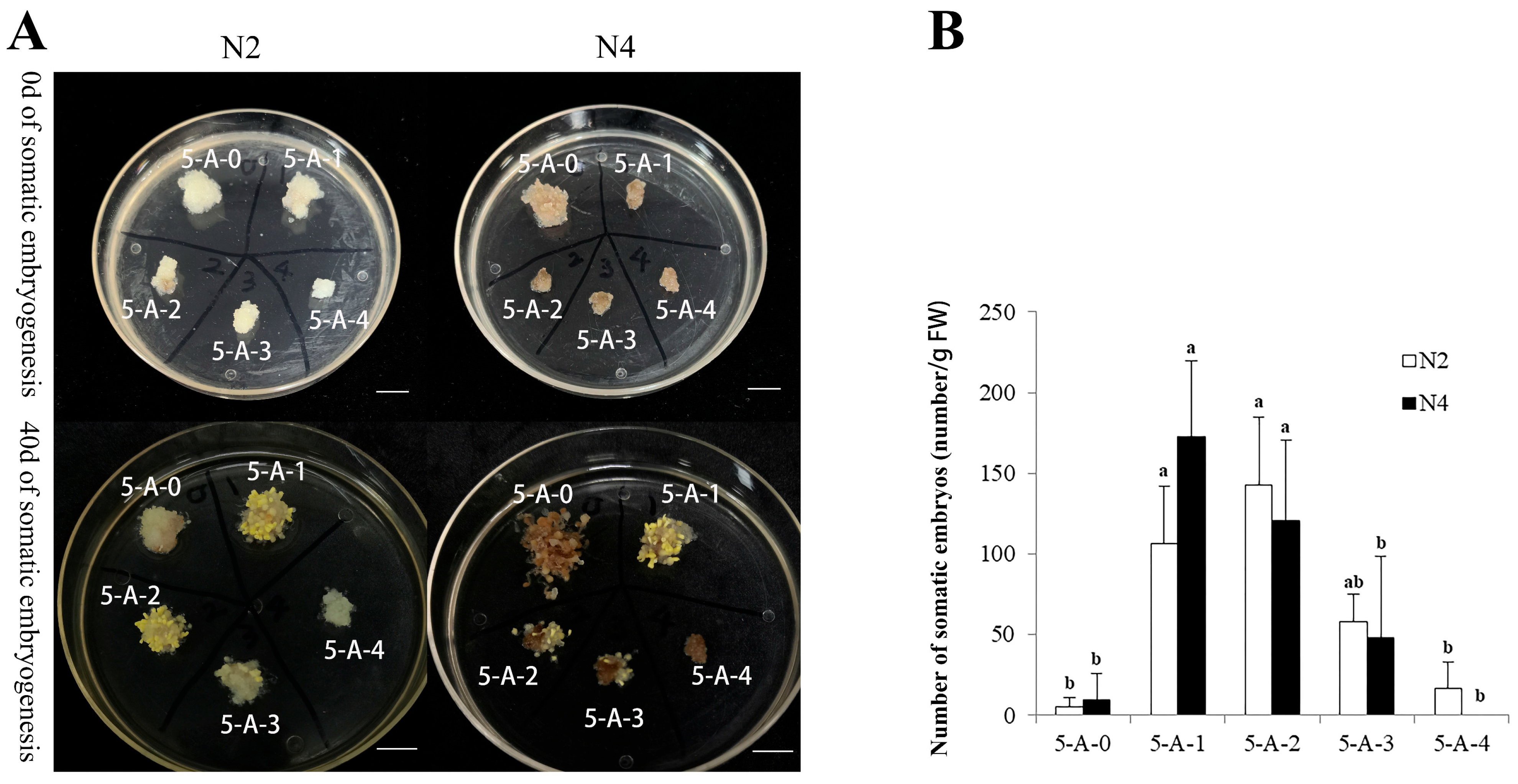 Plants 14 02818 g004 Plants 14 02818 g004