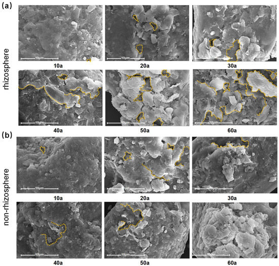 Functional Changes of Rhizosphere and Non-Rhizosphere Soils Under the ...