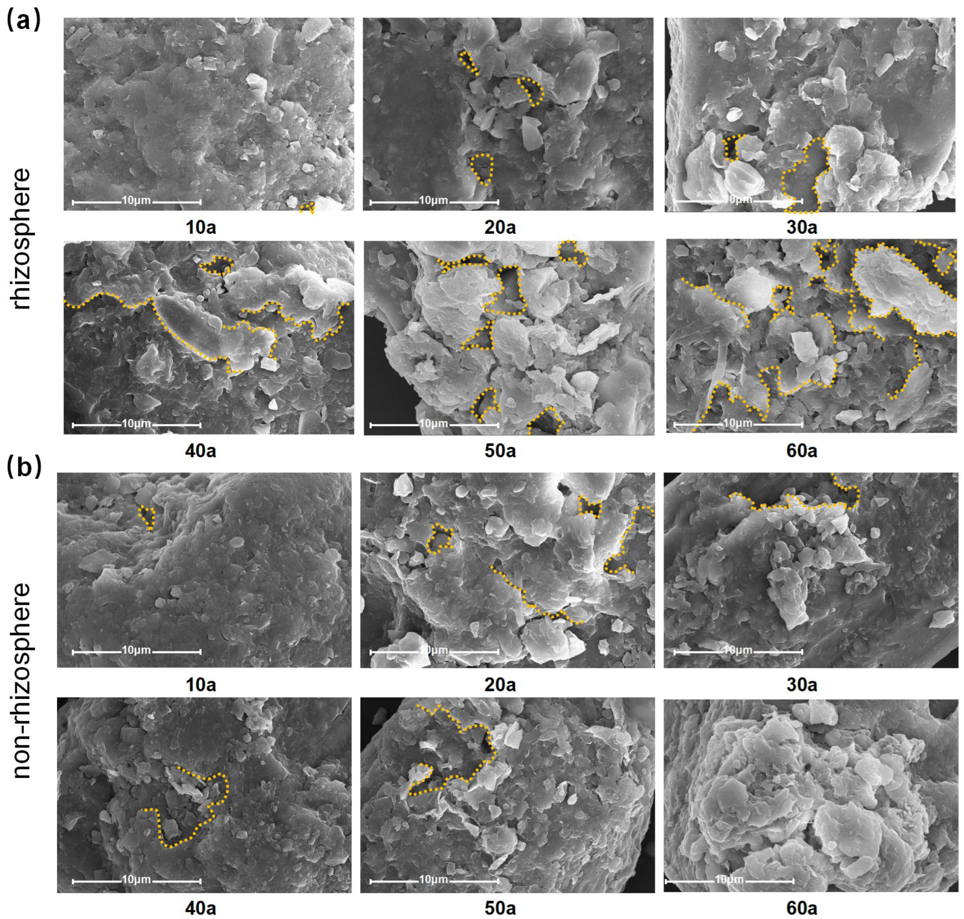 Plants 14 02819 g006 Plants 14 02819 g006