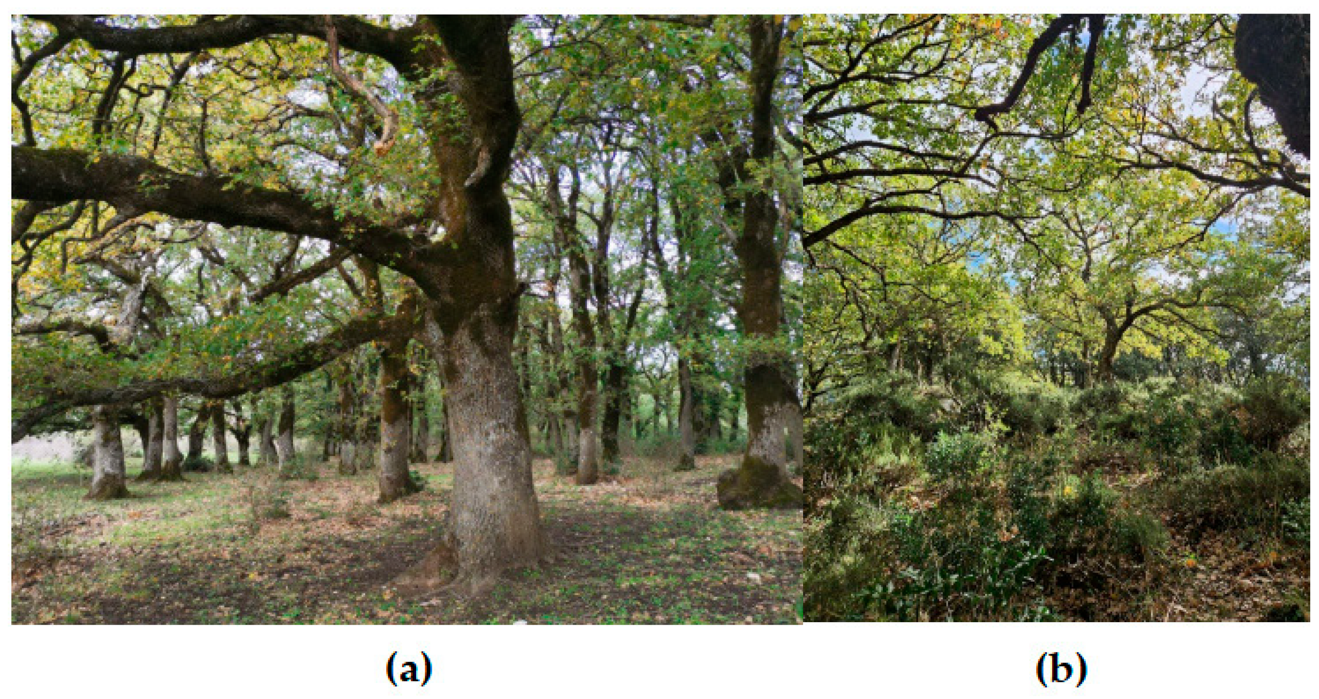 Plants 14 02824 g001