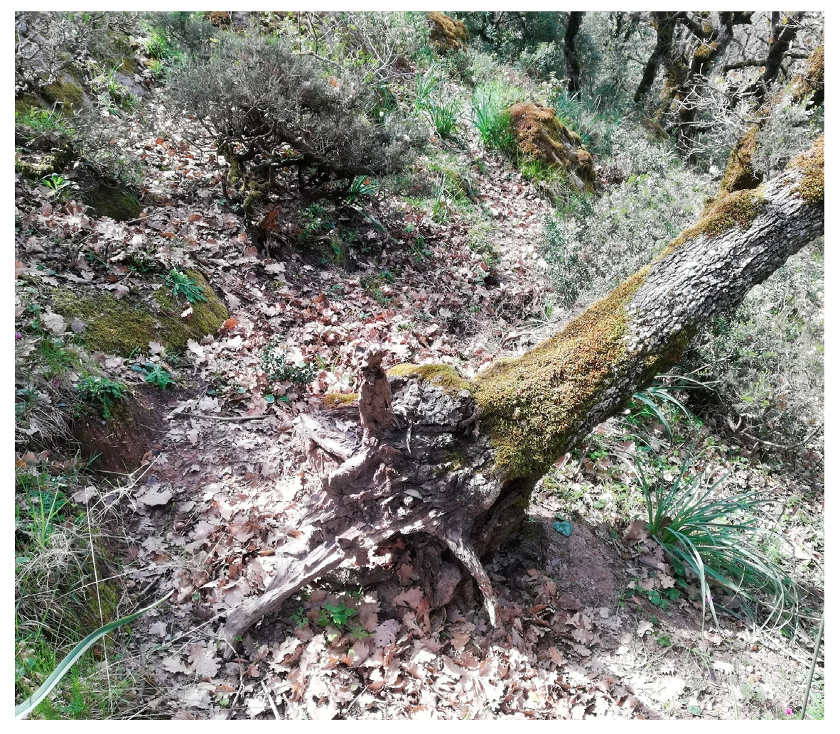 Plants 14 02824 g002