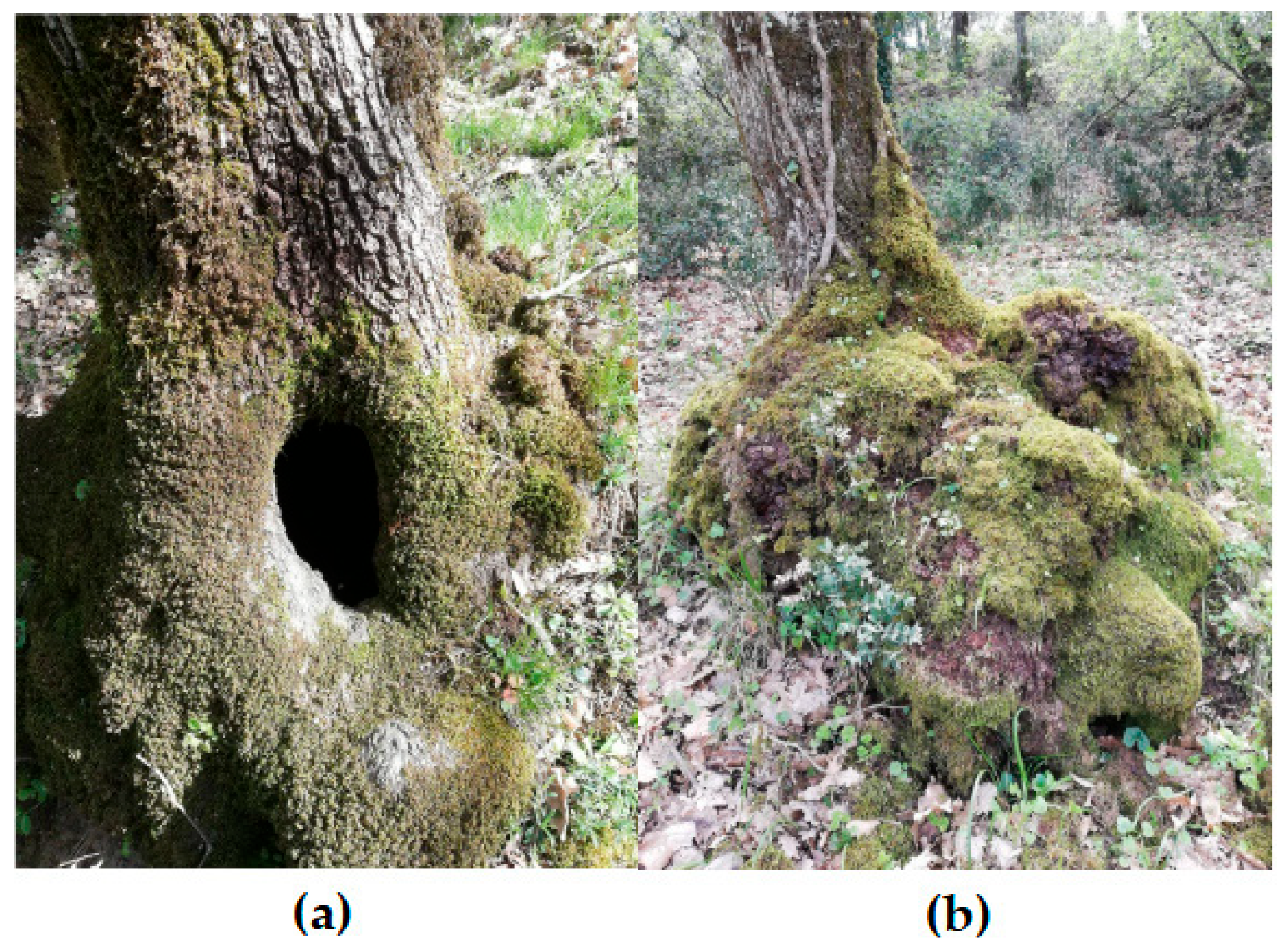 Plants 14 02824 g003