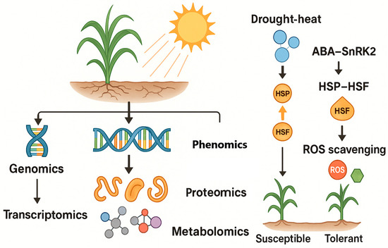 Multi-Scale Remote-Sensing Phenomics Integrated with Multi-Omics