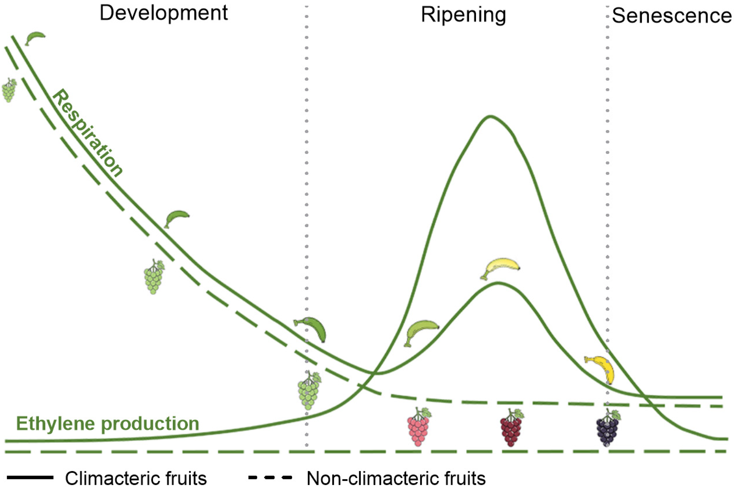 Plants 14 02831 g001