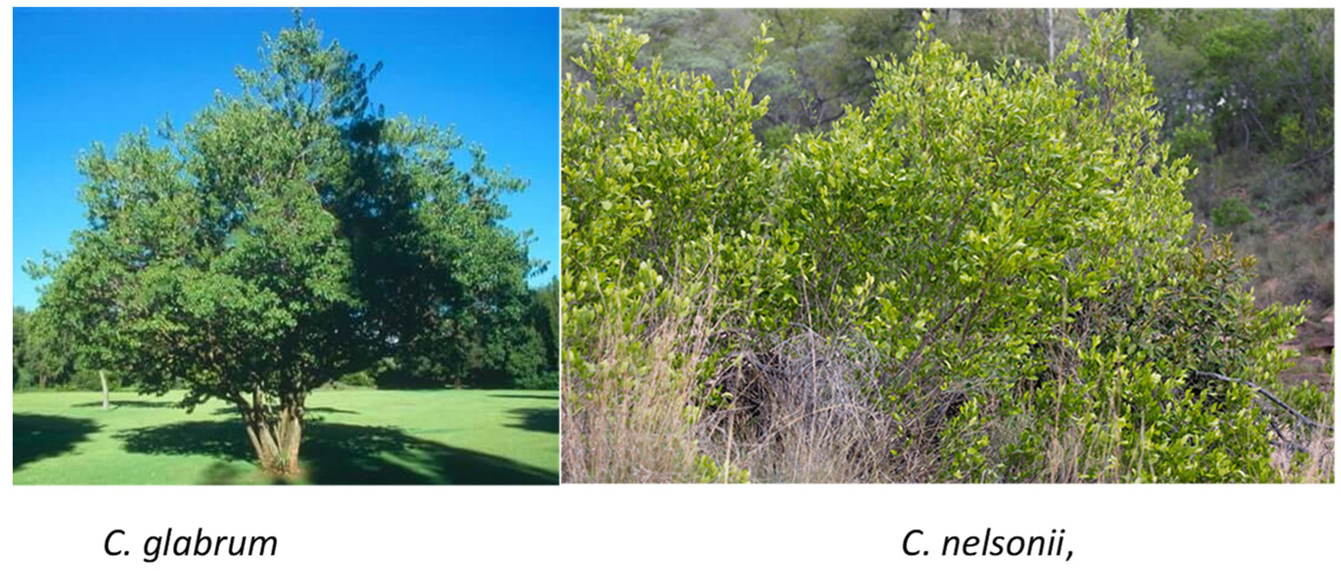 Plants 14 02832 g001 Plants 14 02832 g001