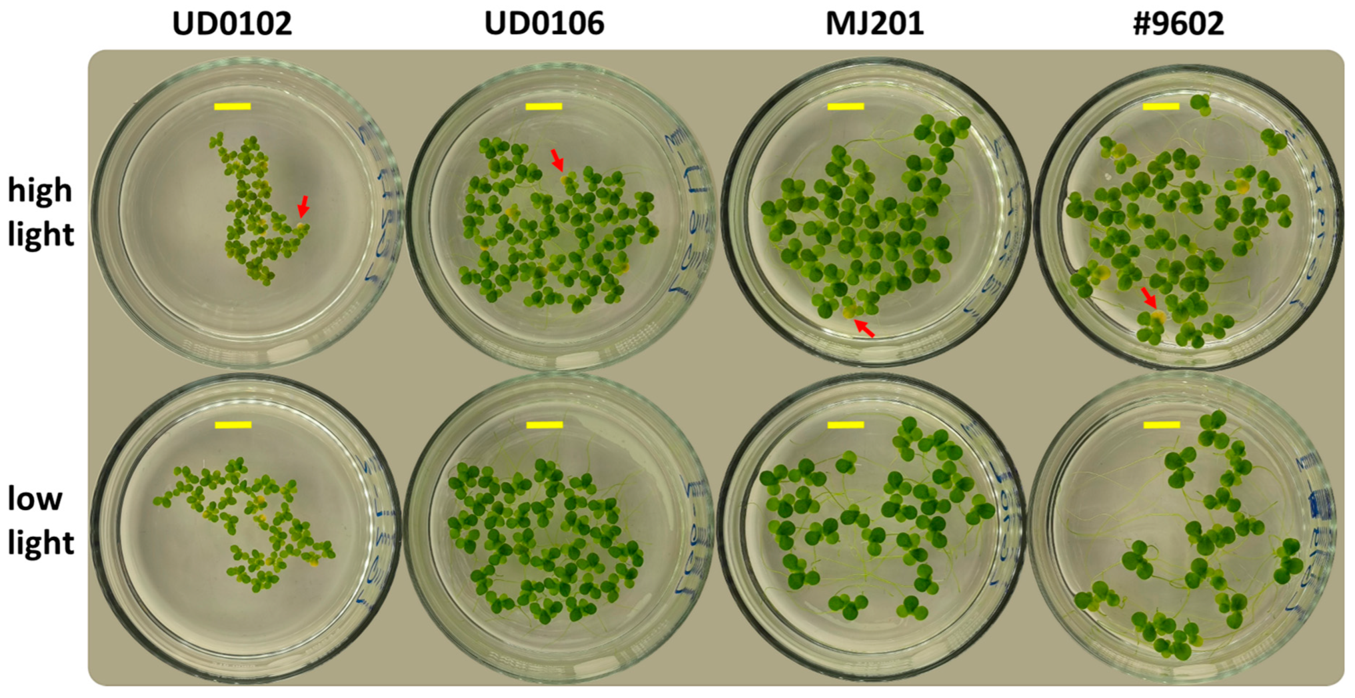 Plants 14 02840 sch001 Plants 14 02840 sch001