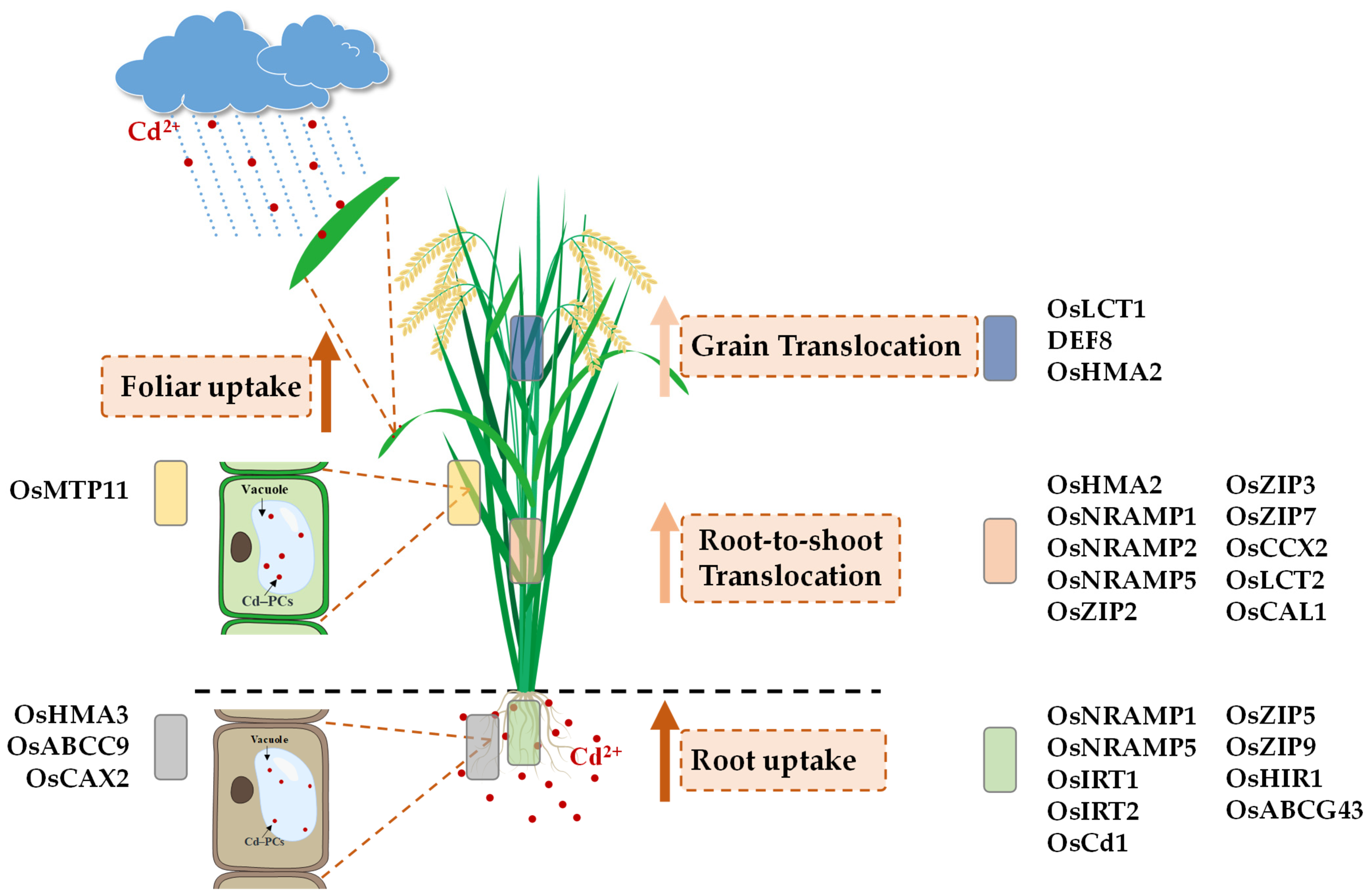 Plants 14 02844 g002