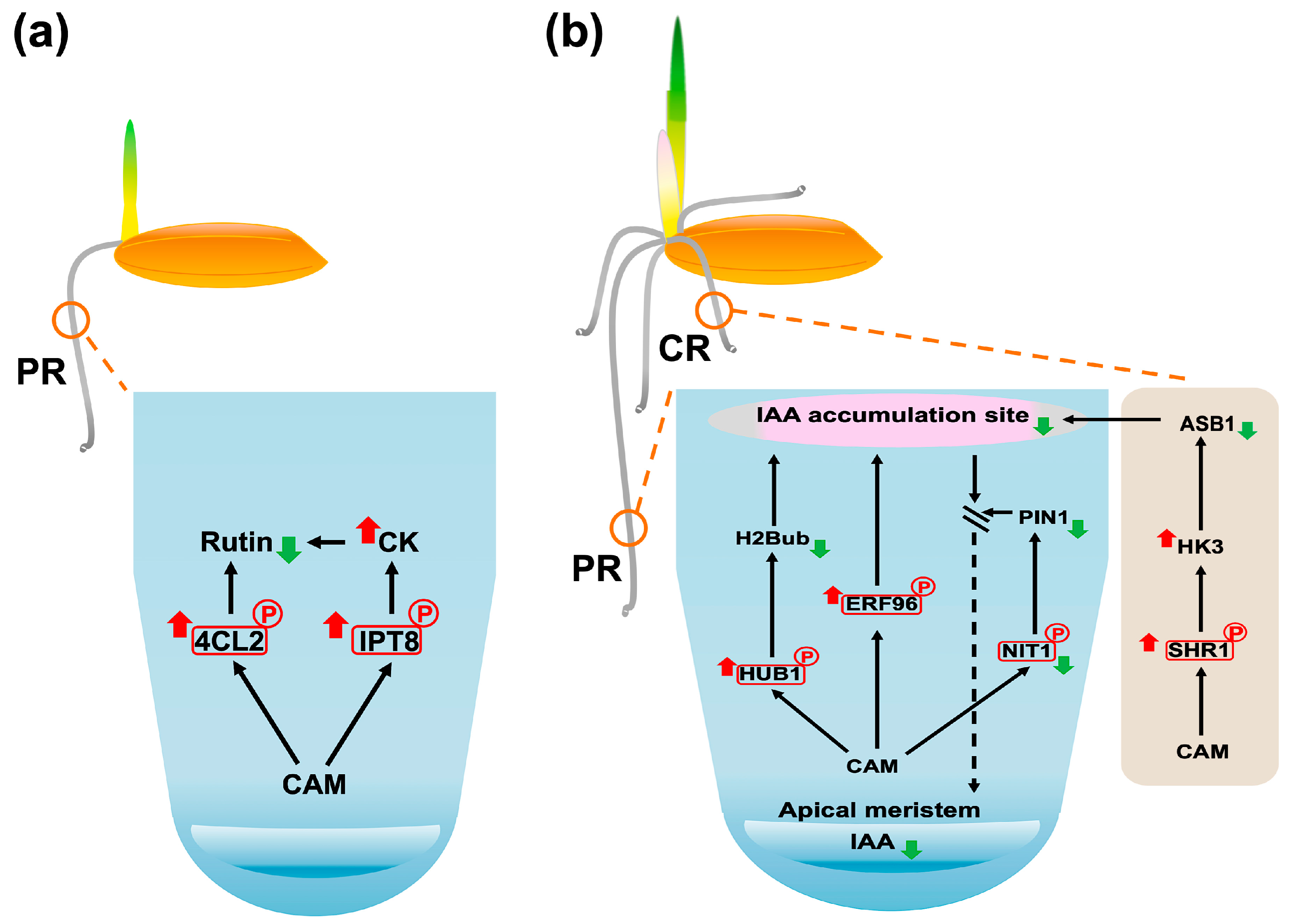 Plants 14 02845 g008 Plants 14 02845 g008