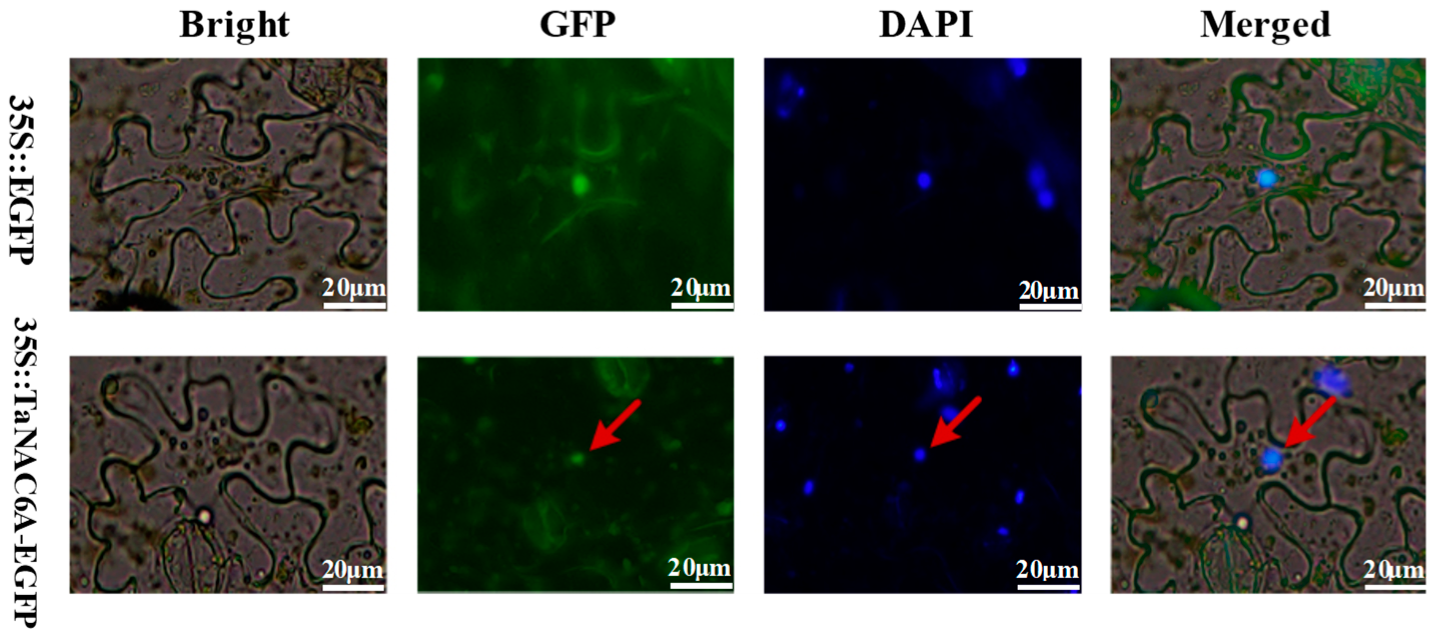 Plants 14 02849 g002 Plants 14 02849 g002