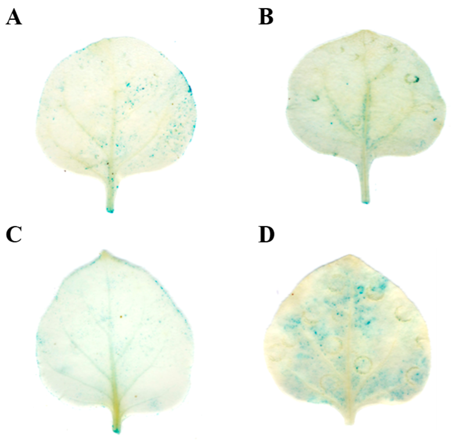 Plants 14 02849 g003 Plants 14 02849 g003