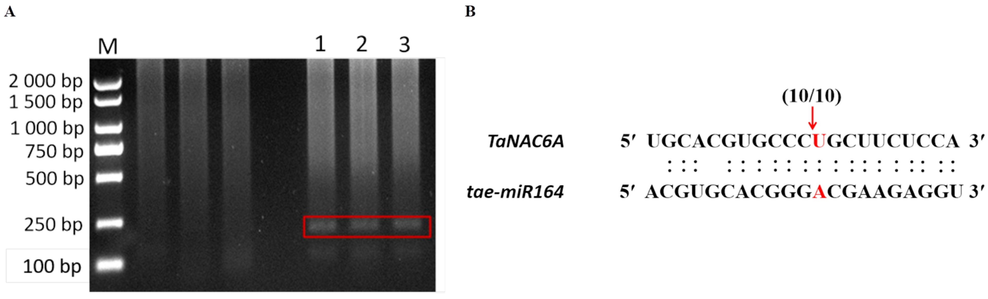 Plants 14 02849 g004 Plants 14 02849 g004