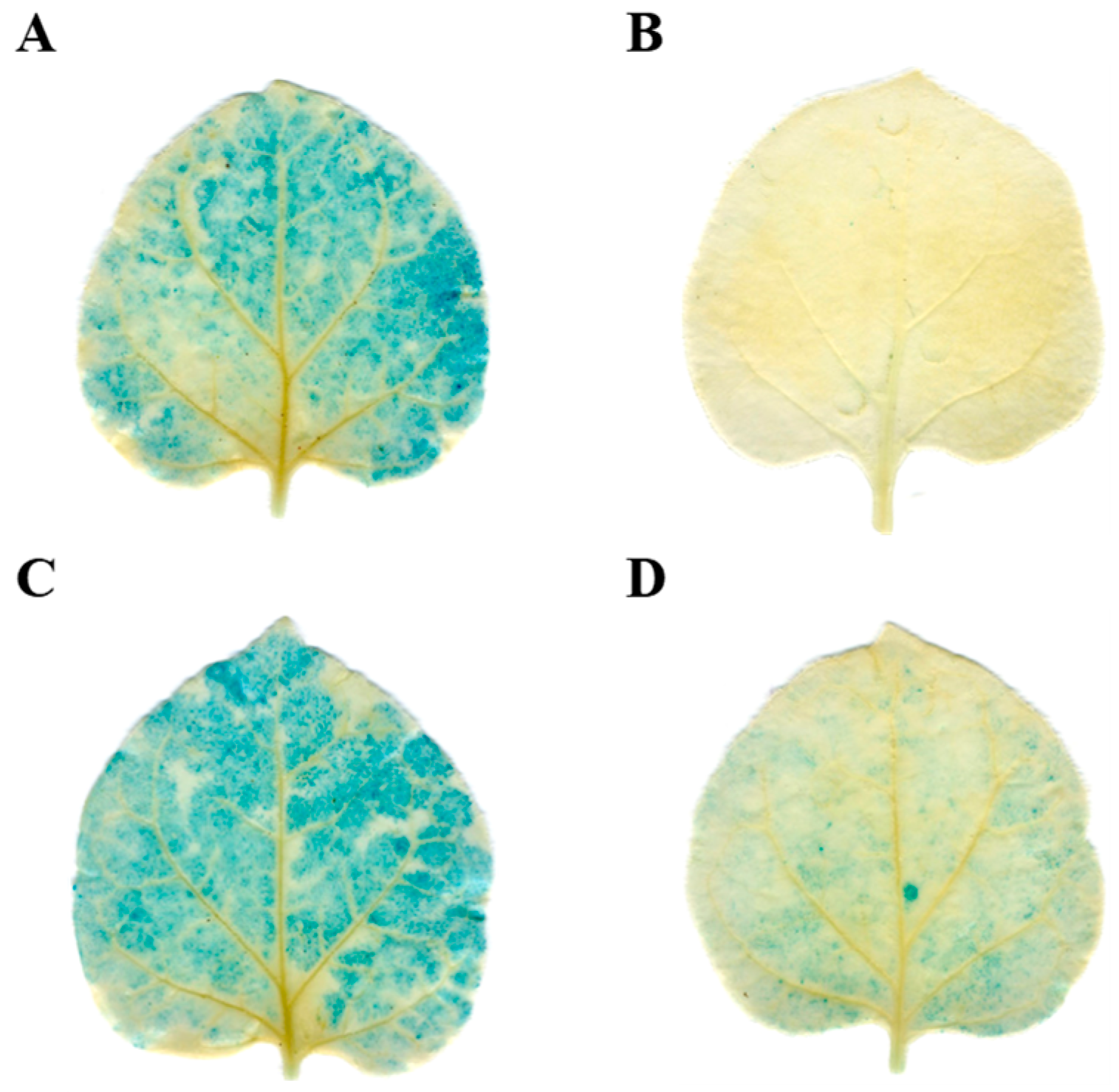 Plants 14 02849 g005 Plants 14 02849 g005