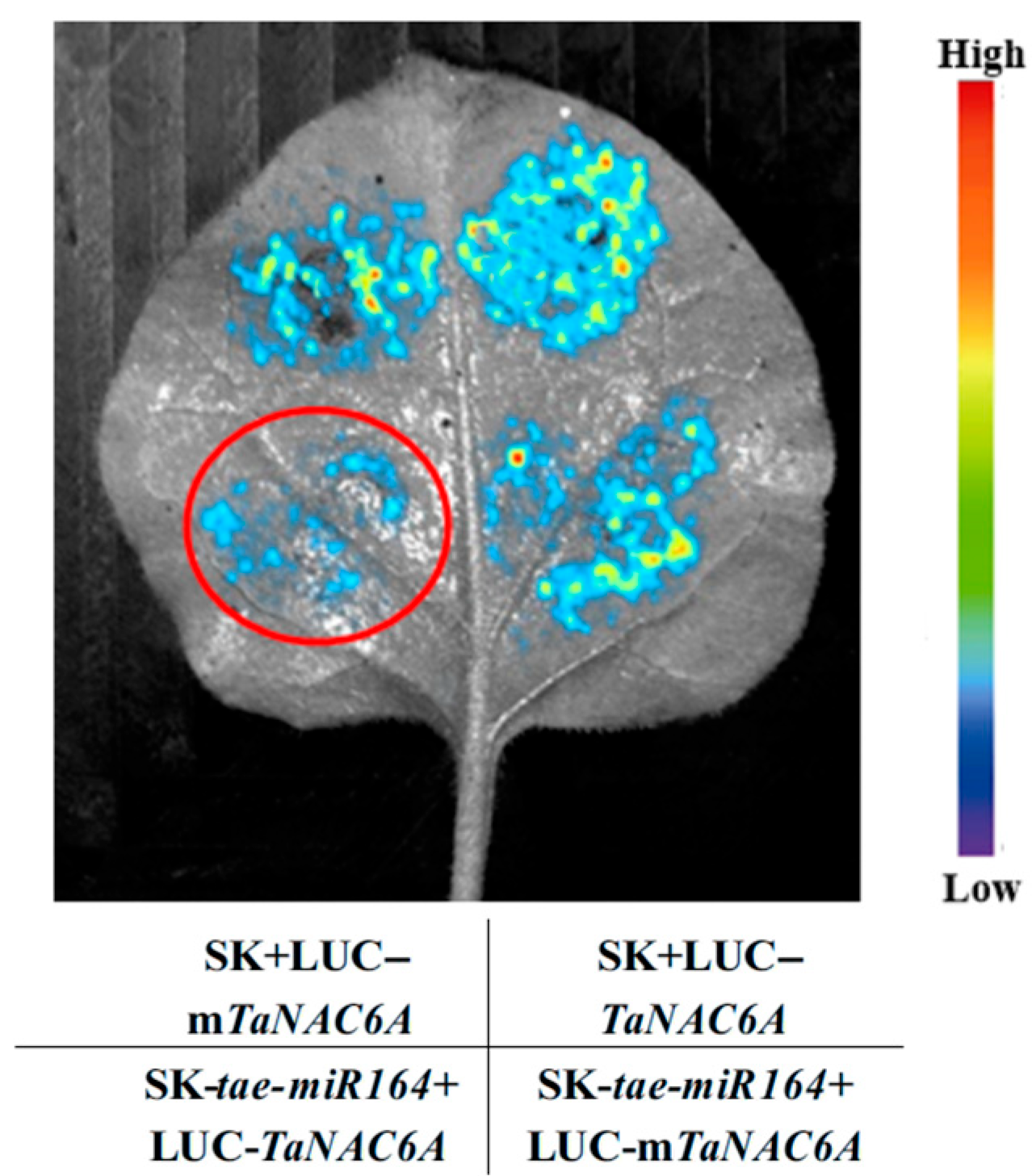 Plants 14 02849 g006 Plants 14 02849 g006