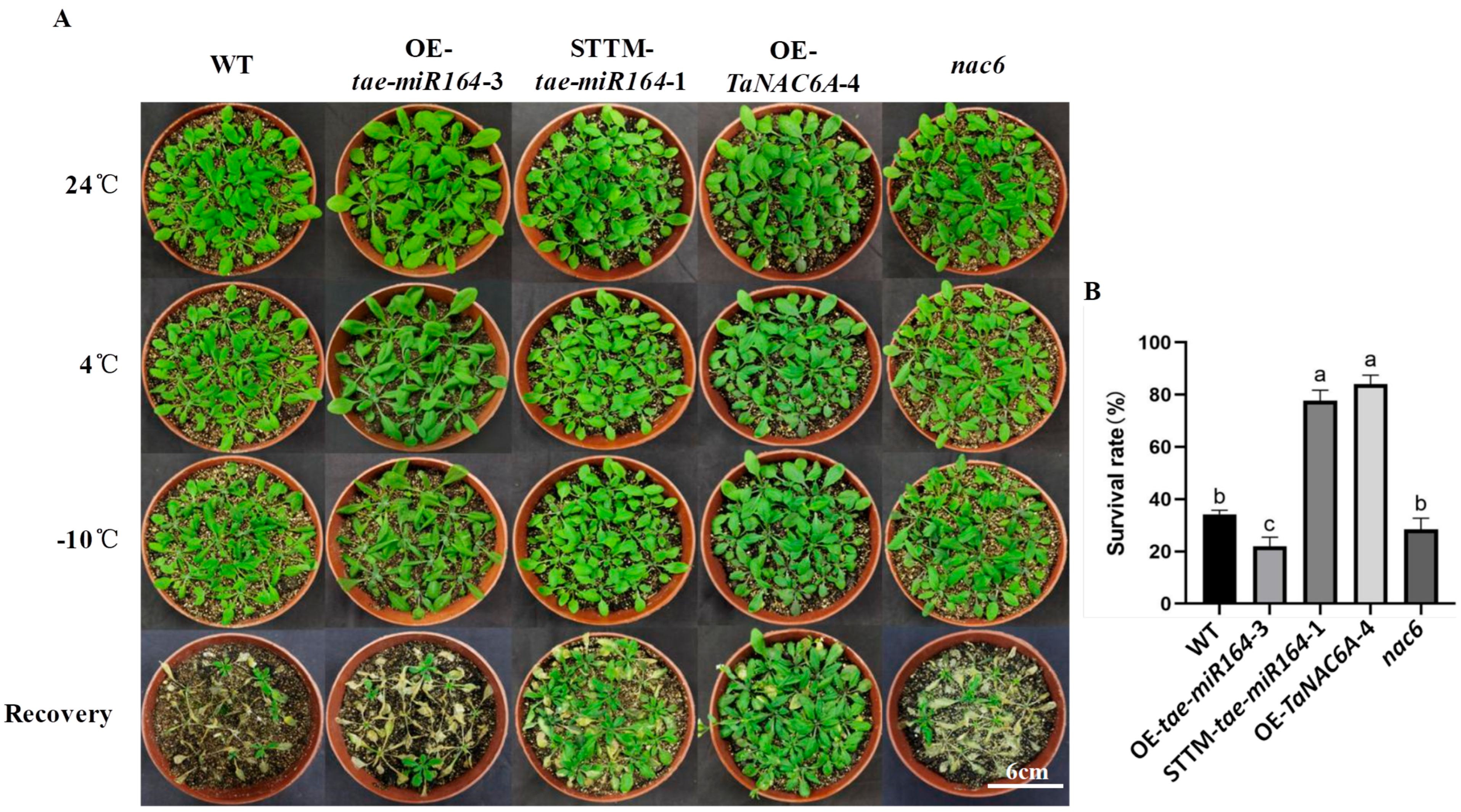 Plants 14 02849 g007 Plants 14 02849 g007