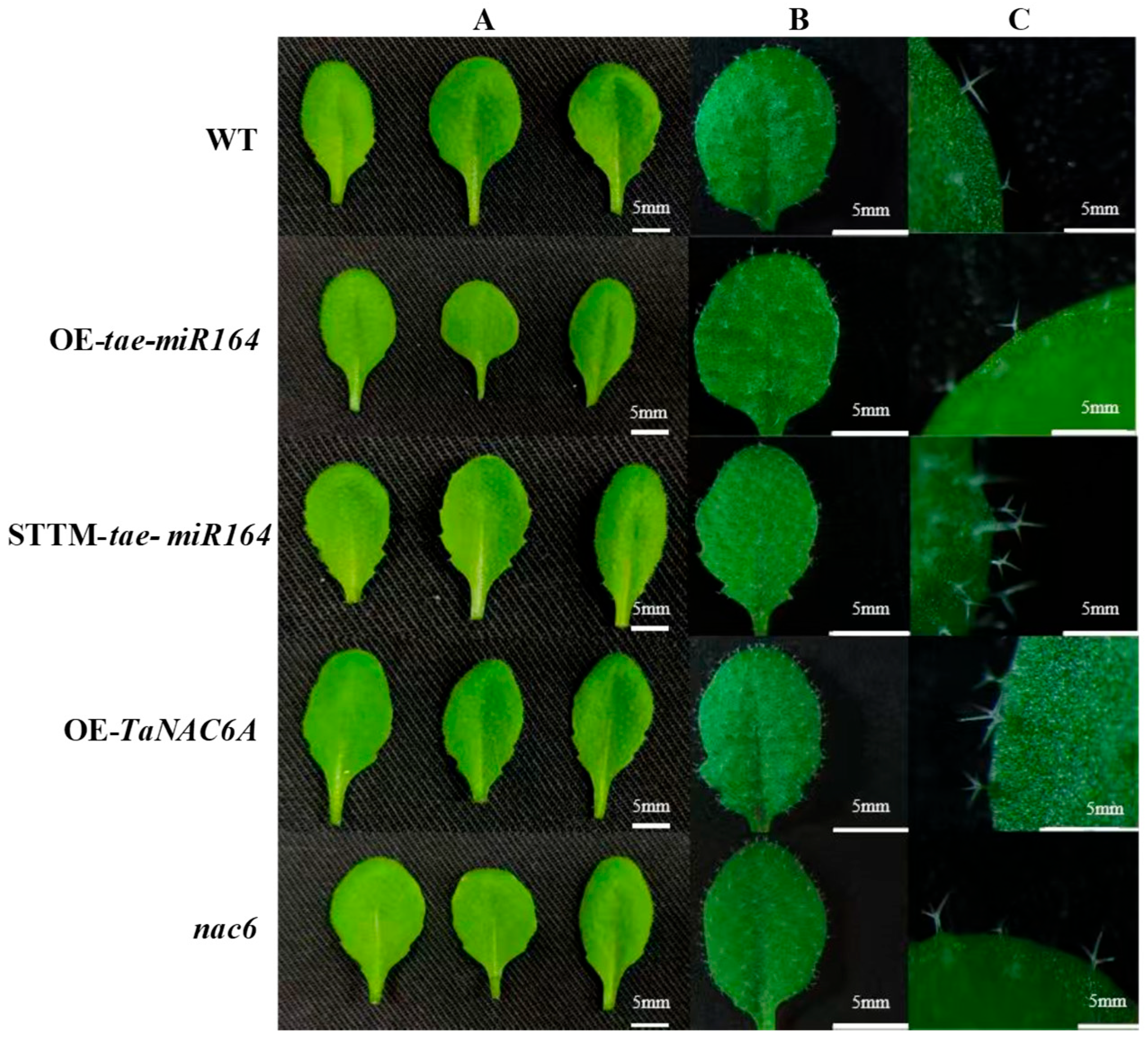 Plants 14 02849 g008 Plants 14 02849 g008