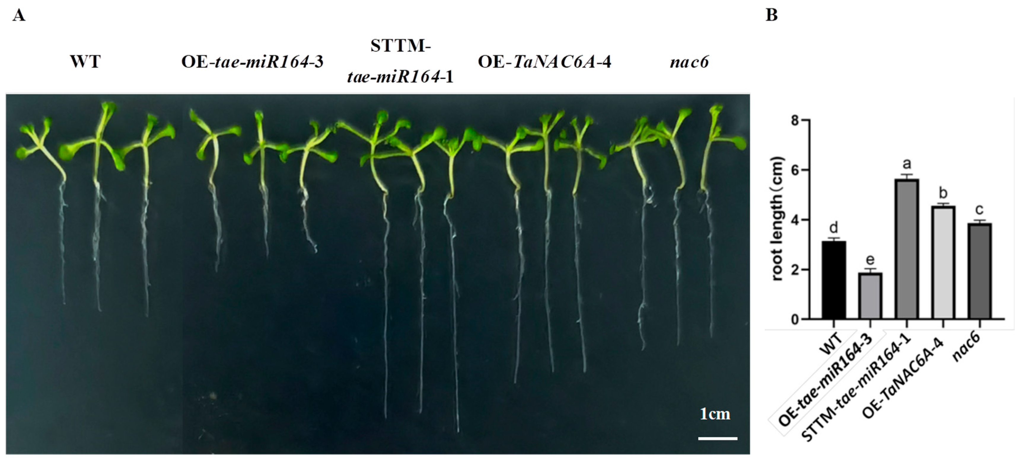 Plants 14 02849 g009 Plants 14 02849 g009