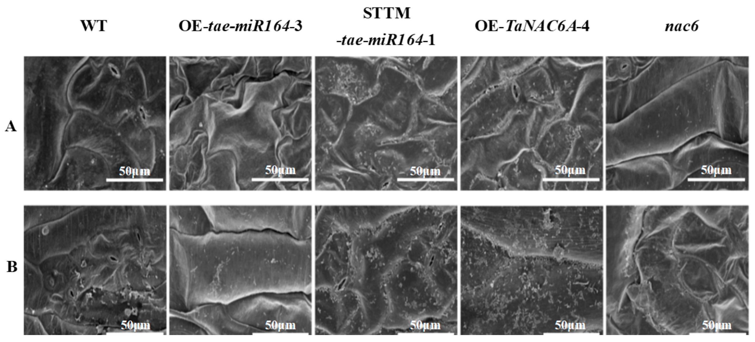 Plants 14 02849 g010 Plants 14 02849 g010