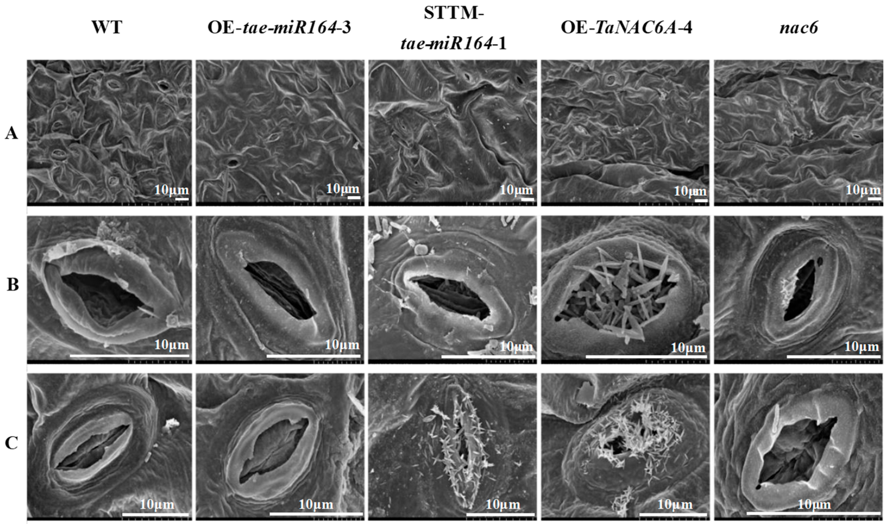Plants 14 02849 g011 Plants 14 02849 g011