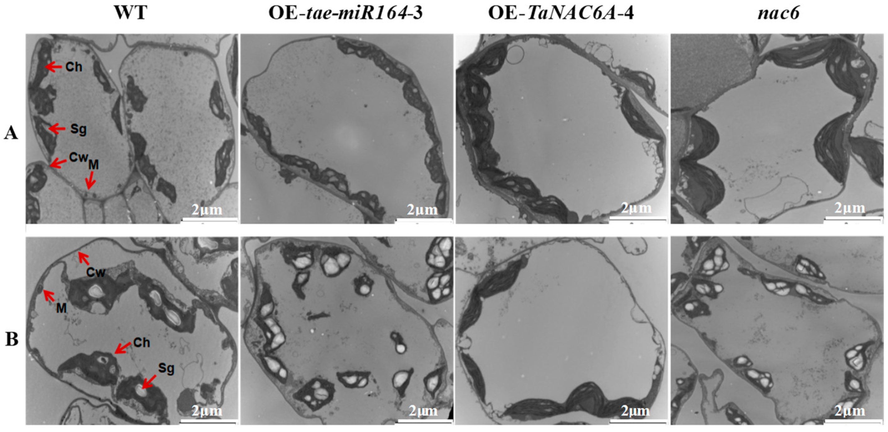 Plants 14 02849 g012 Plants 14 02849 g012