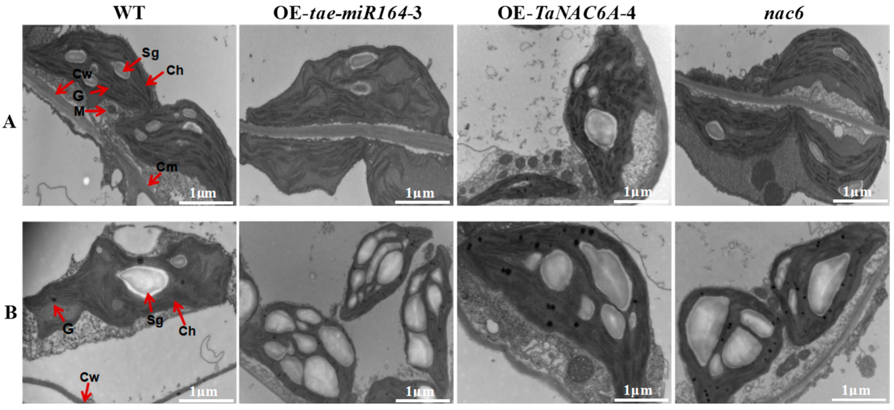 Plants 14 02849 g013 Plants 14 02849 g013