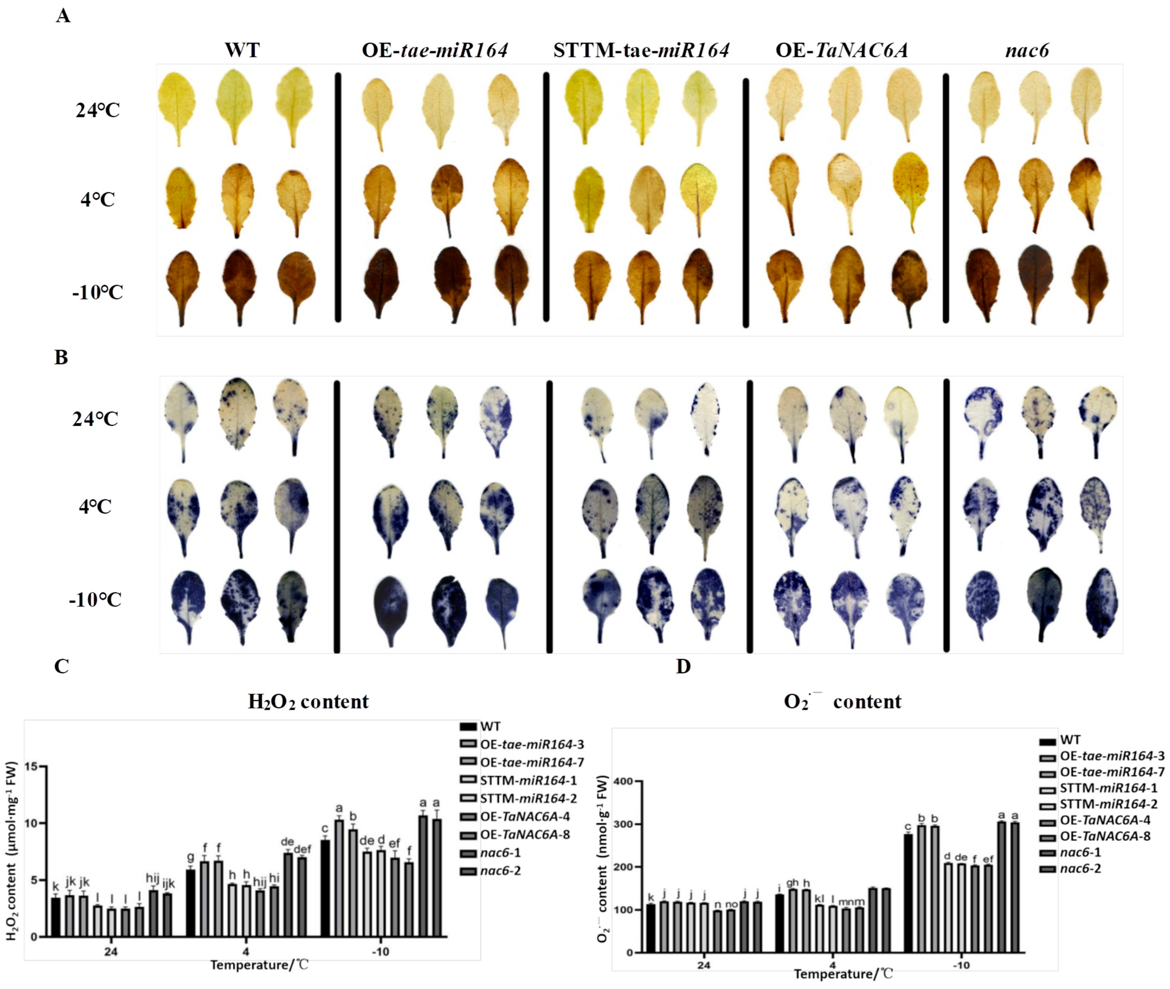 Plants 14 02849 g015 Plants 14 02849 g015