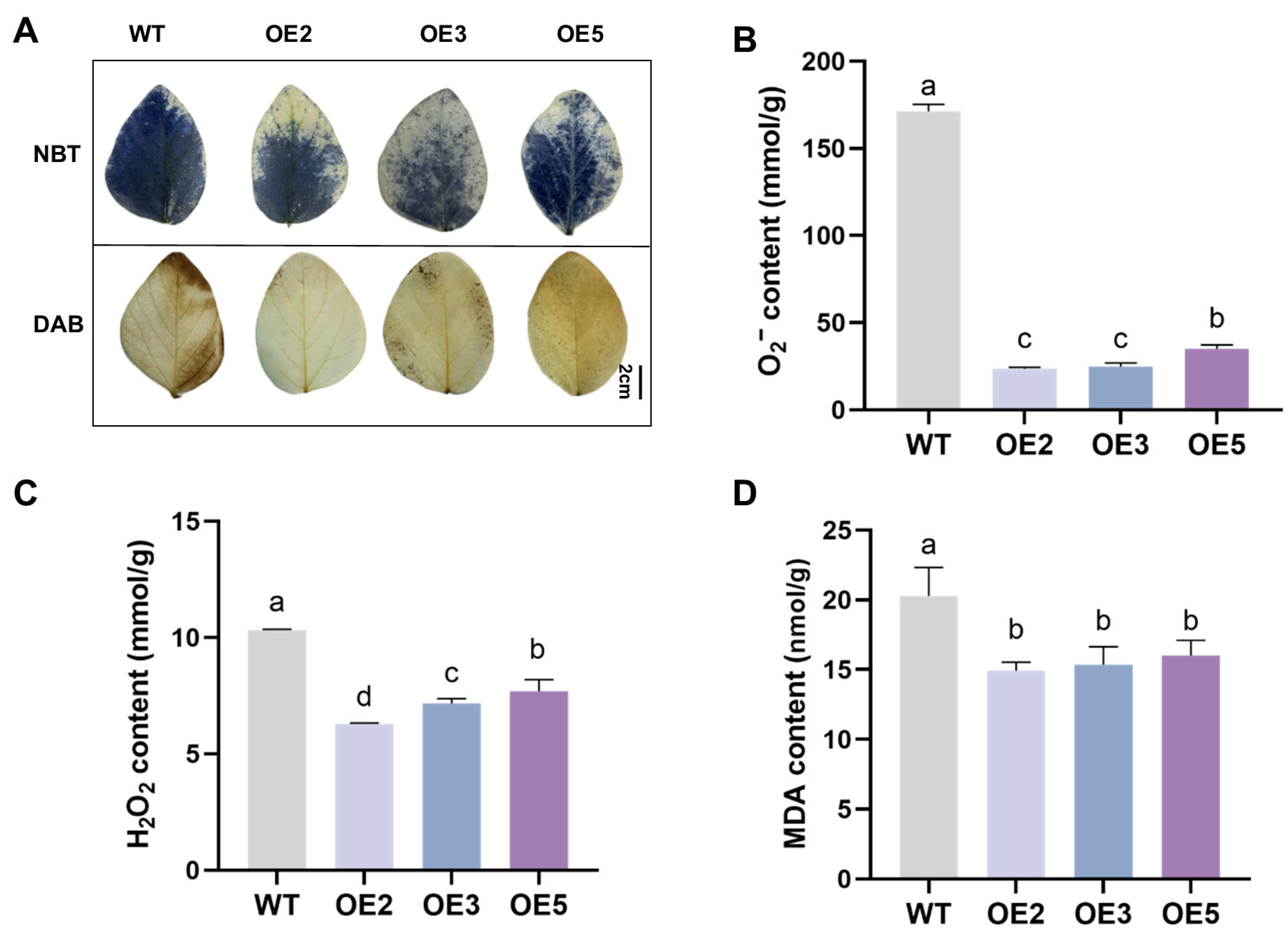Plants 14 02851 g008