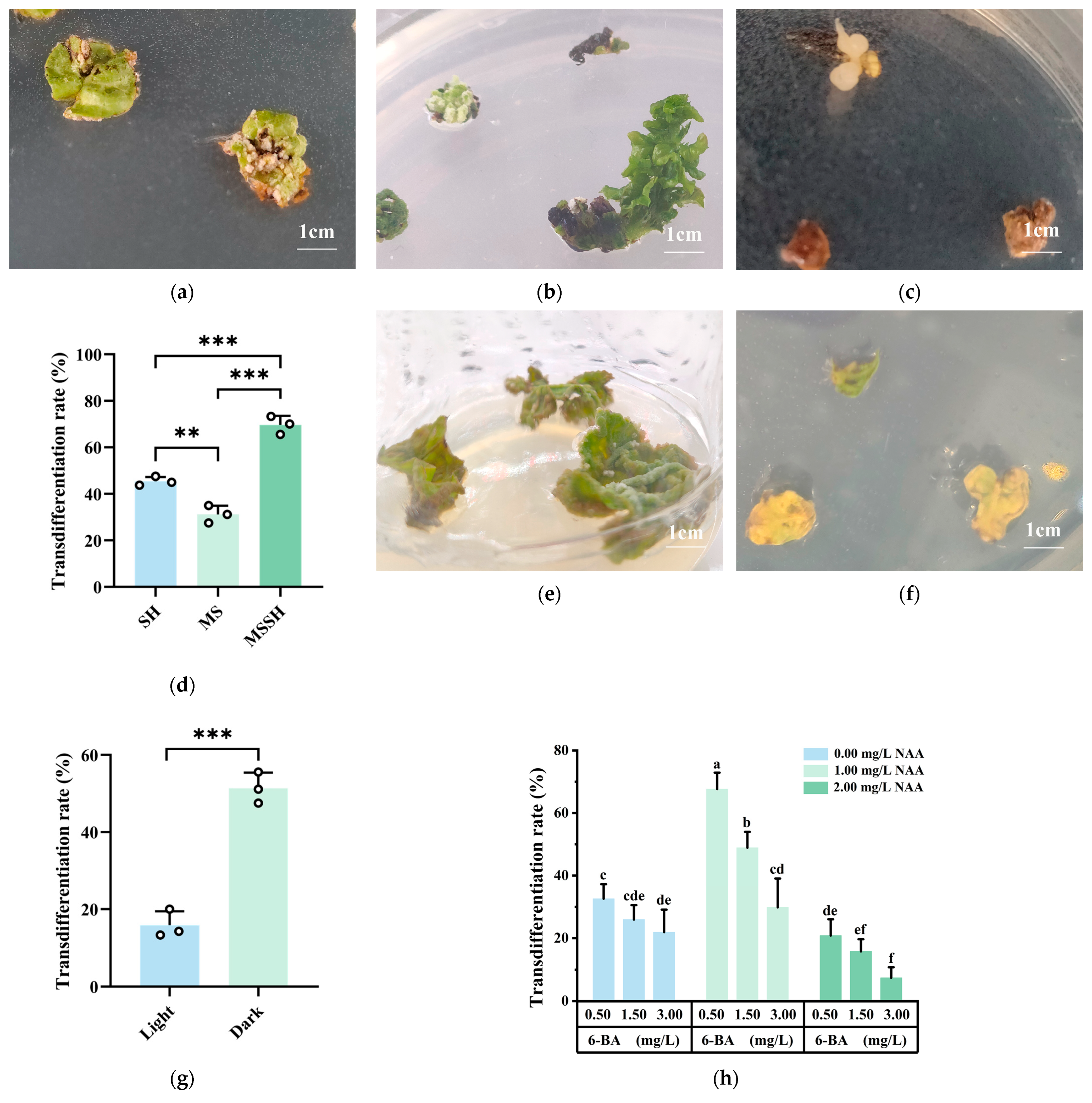Plants 14 02855 g002