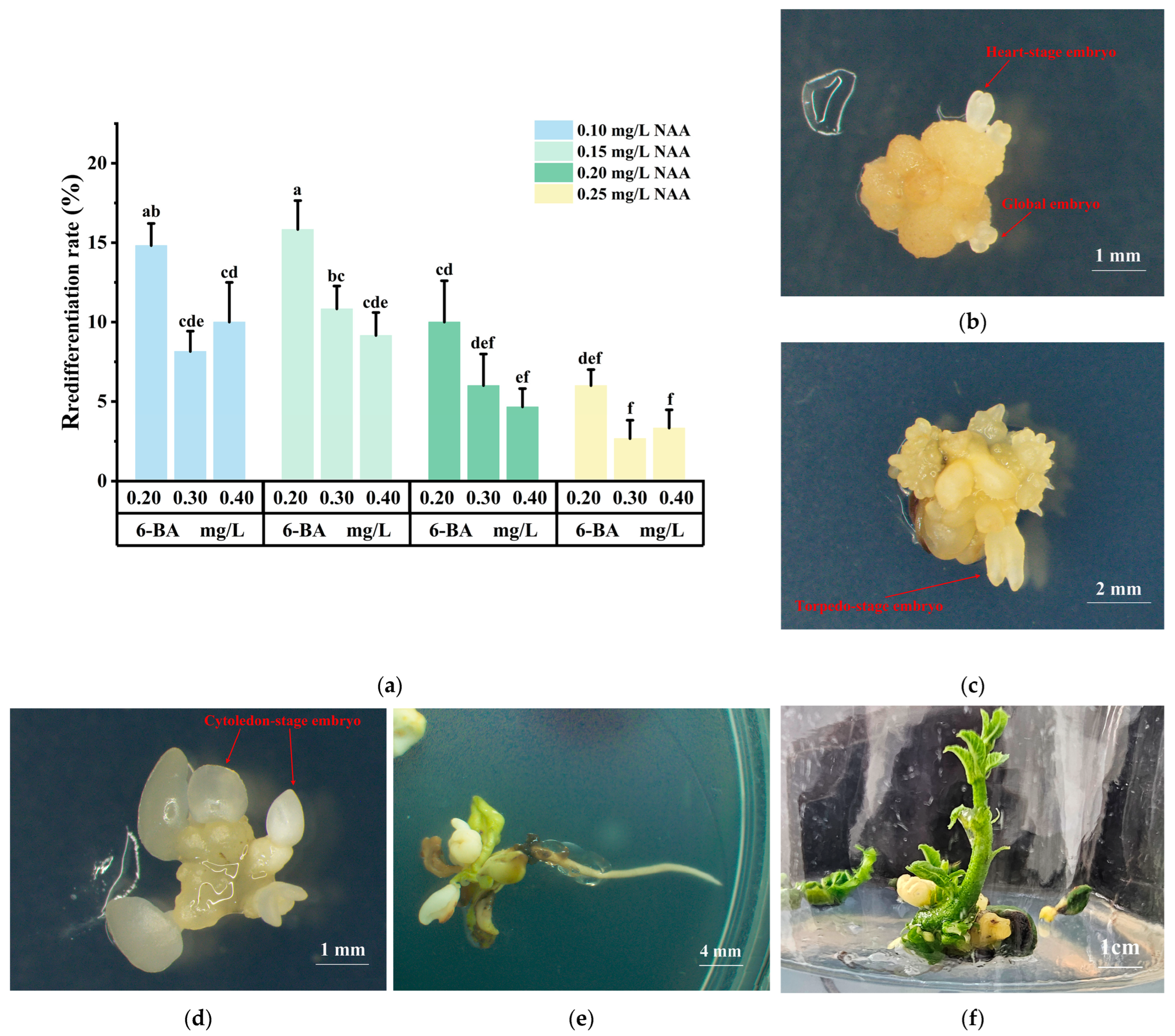 Plants 14 02855 g004