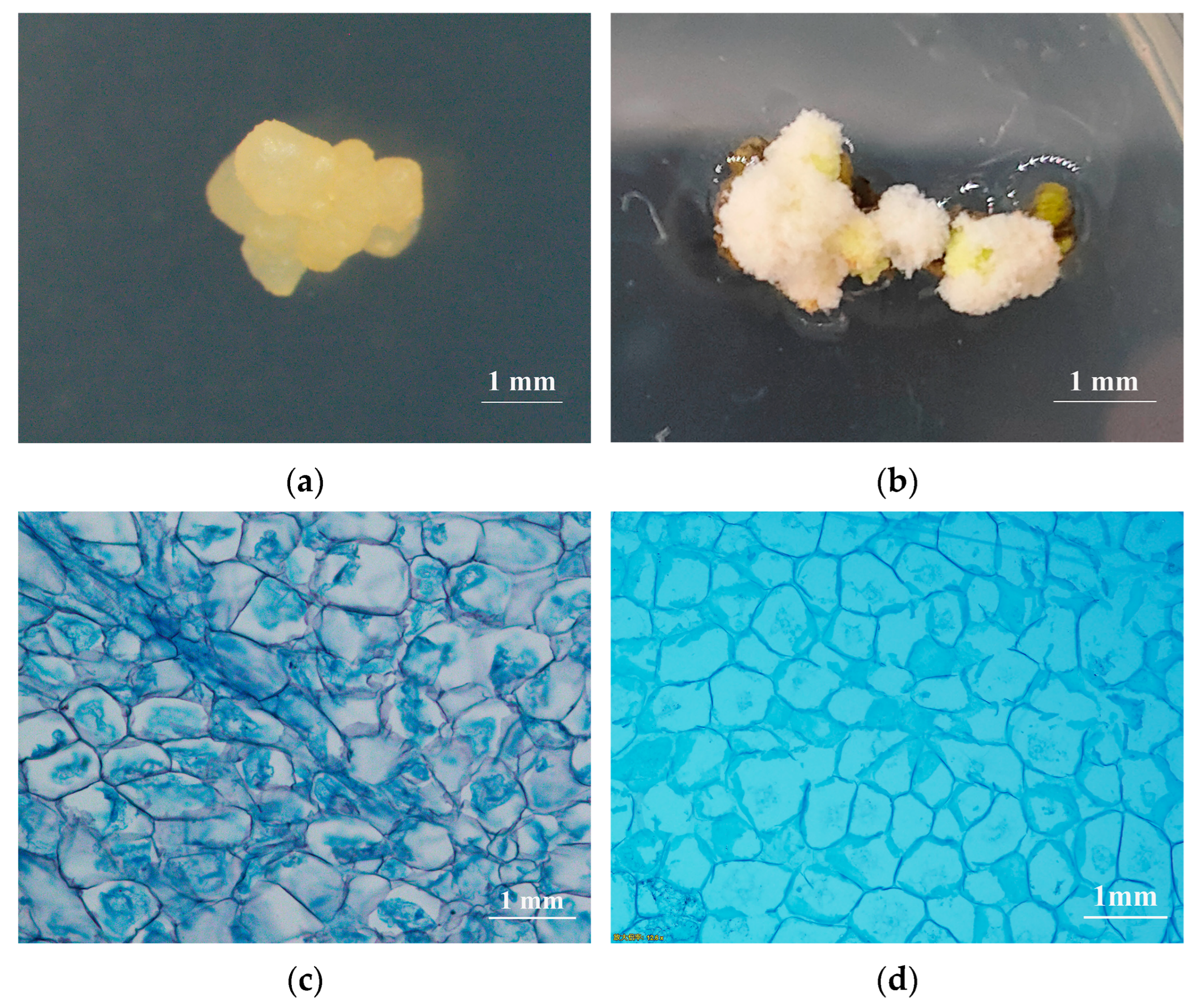 Plants 14 02855 g005