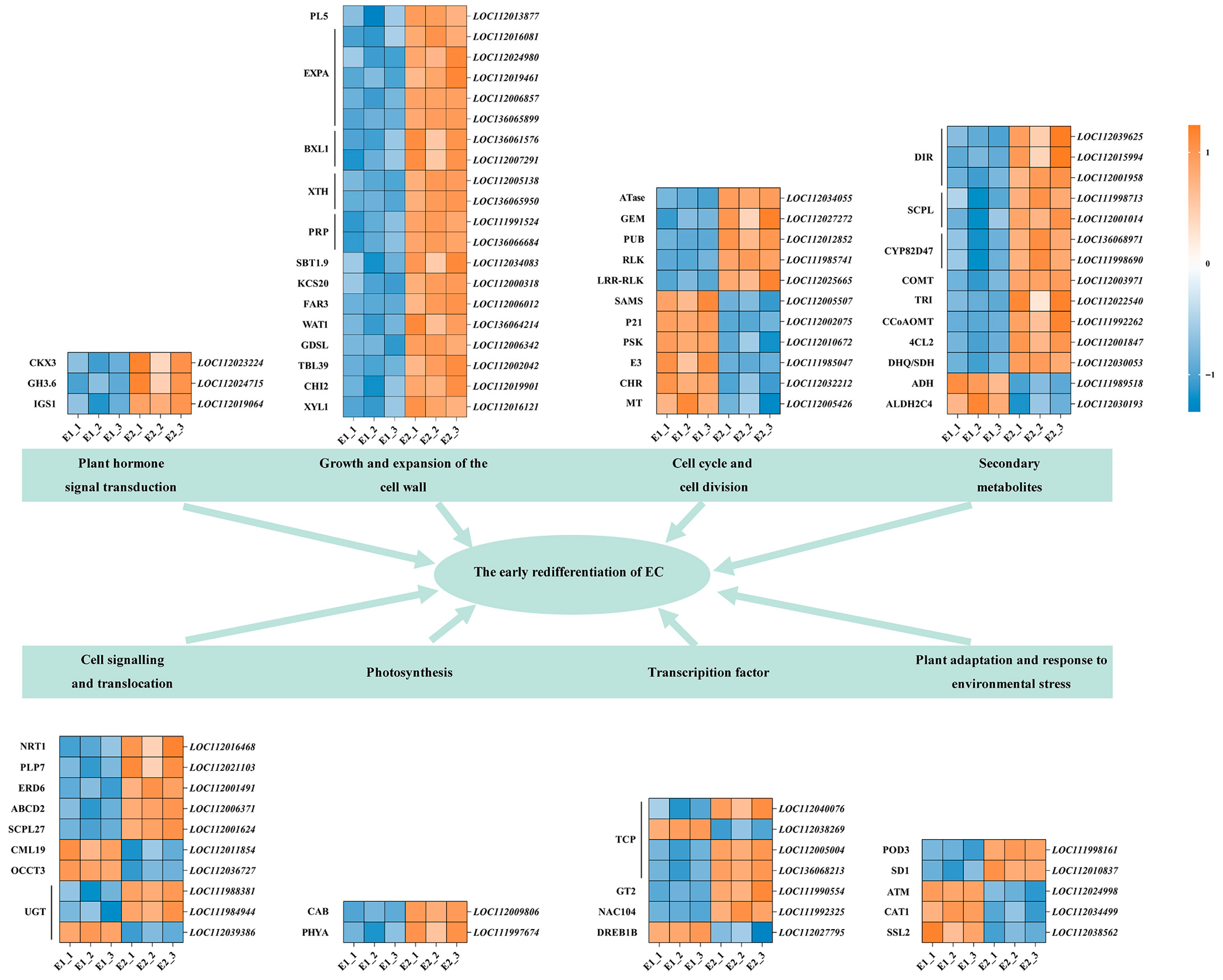 Plants 14 02855 g007