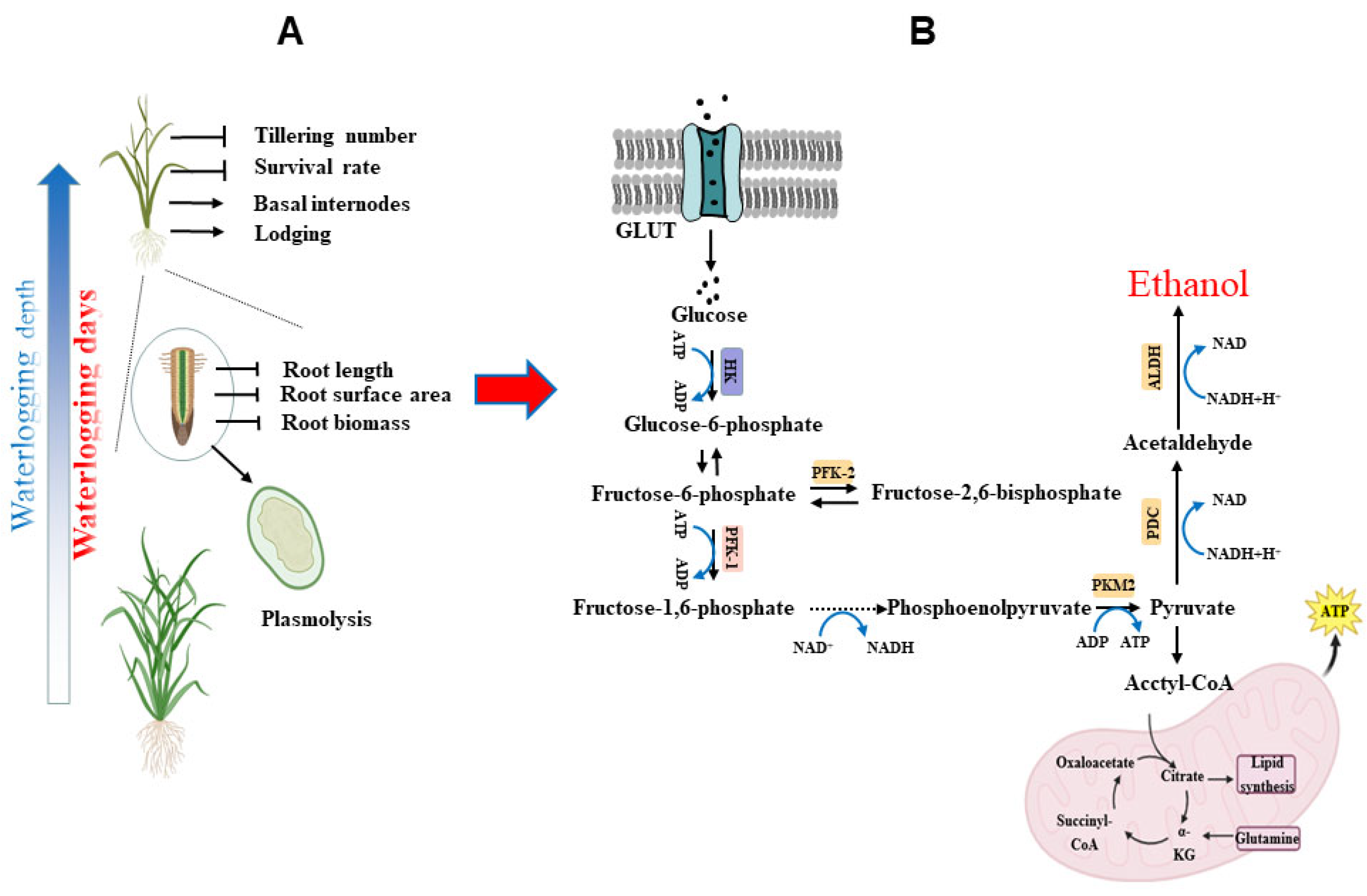 Plants 14 02863 g001 Plants 14 02863 g001