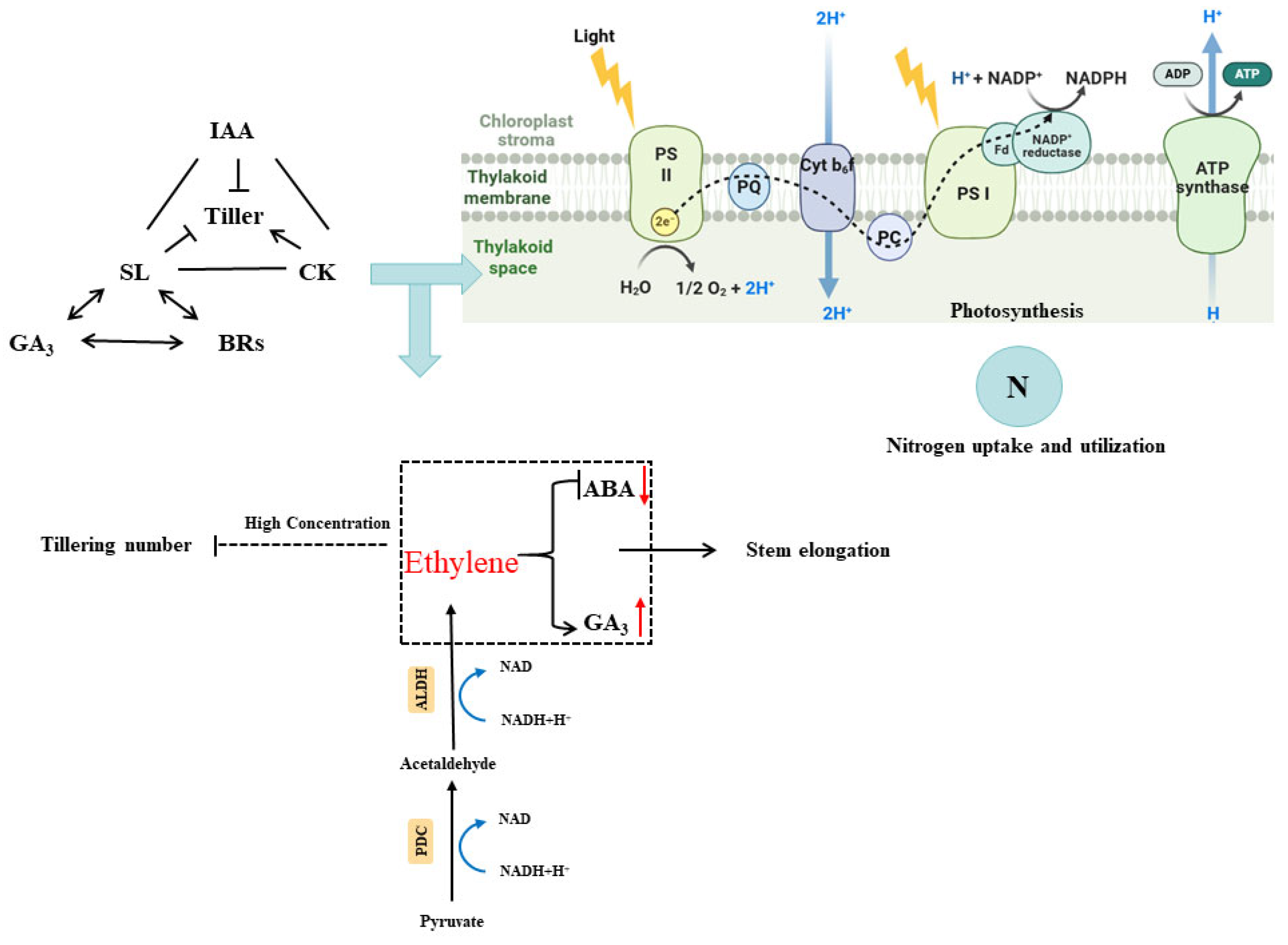 Plants 14 02863 g004 Plants 14 02863 g004