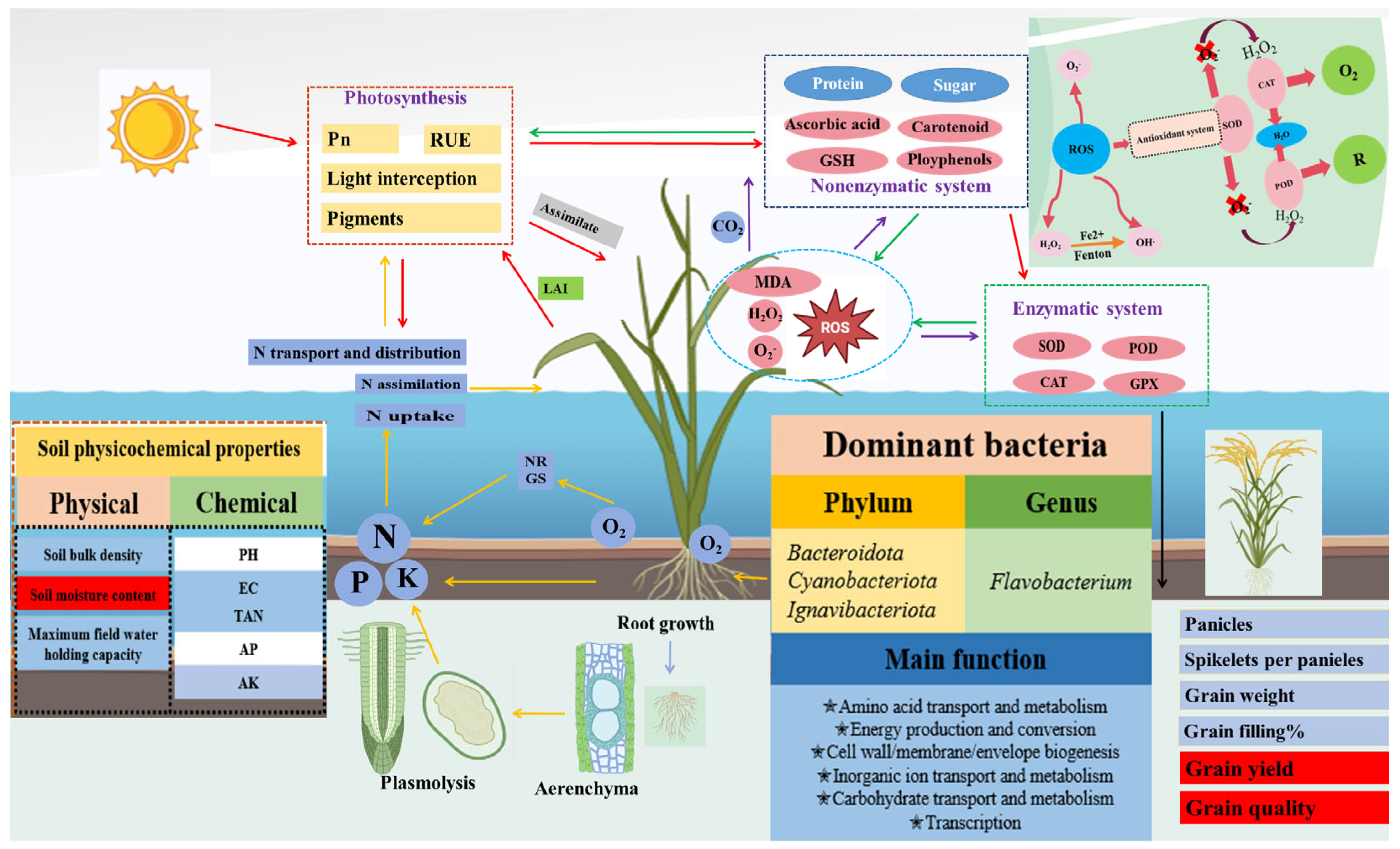 Plants 14 02863 g006 Plants 14 02863 g006